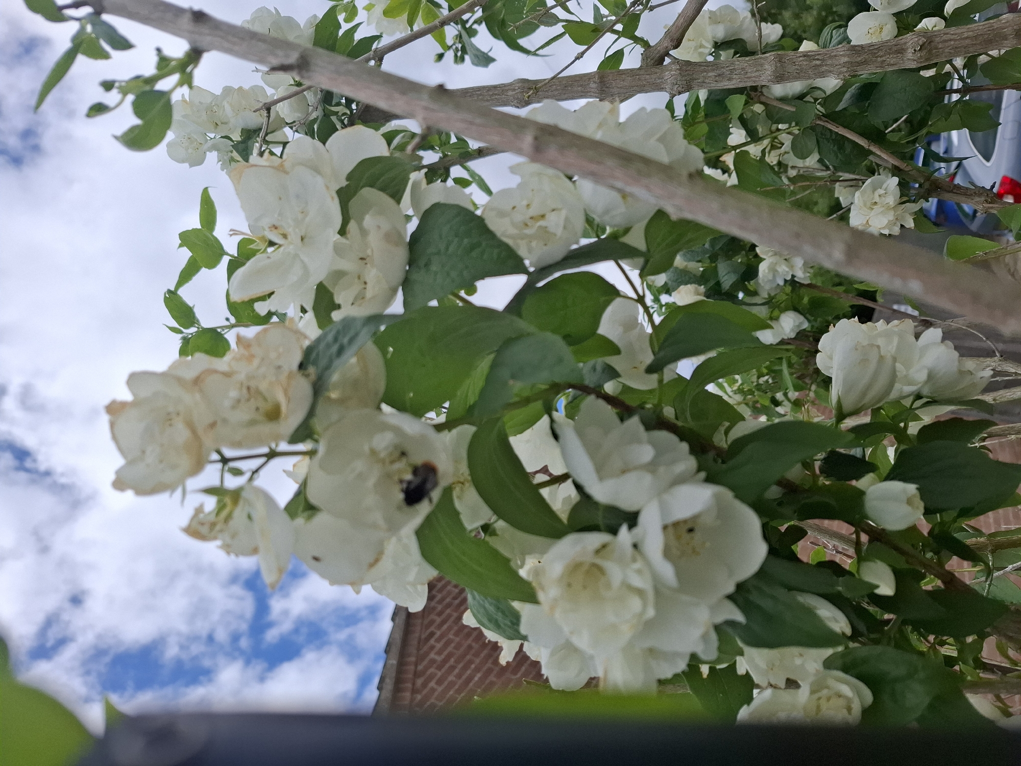 Garden scenes and craft objects in Huntingdonshire morning