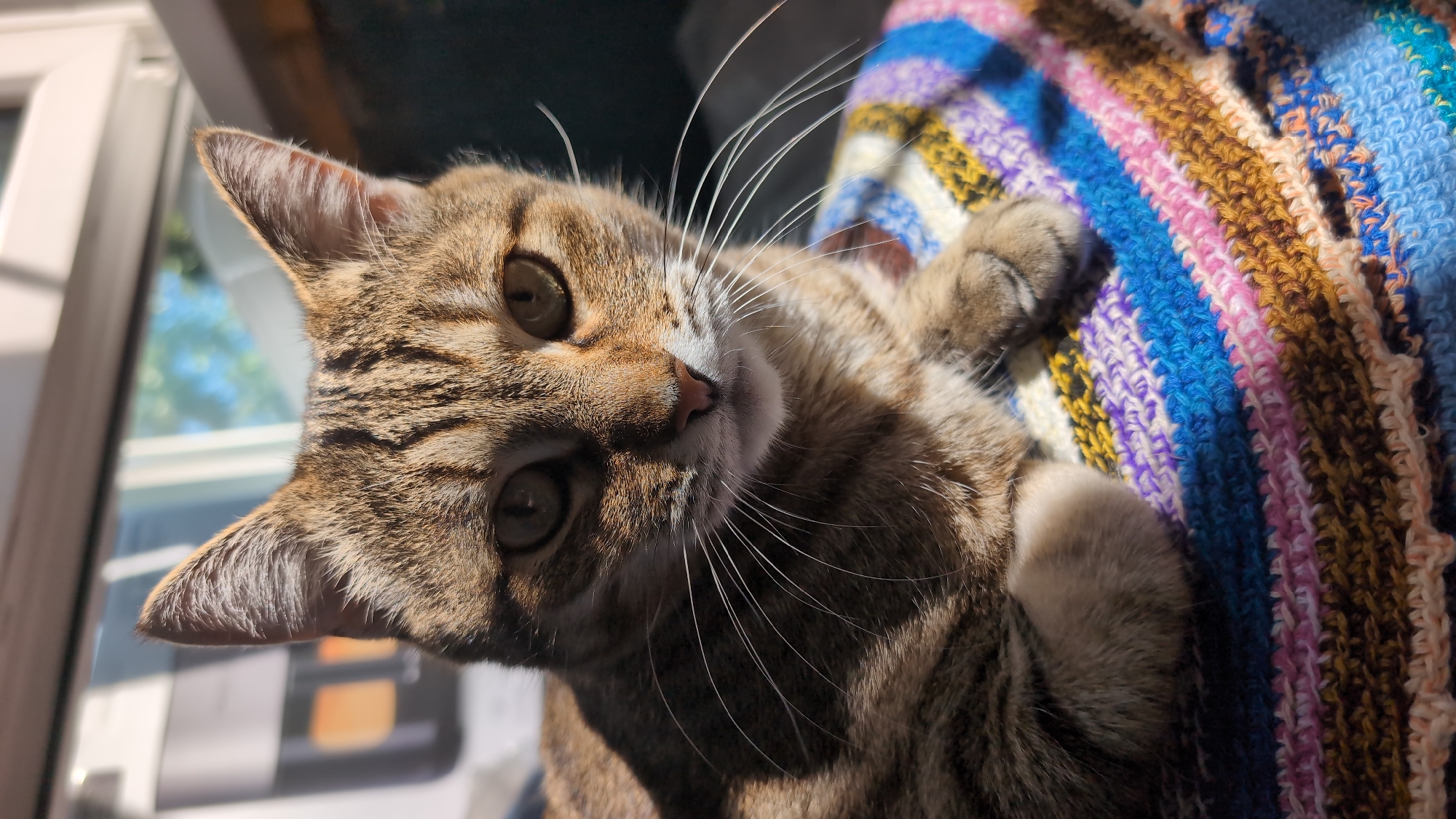 Tabby cat napping on a crocheted blanket in Nizhny Novgorod