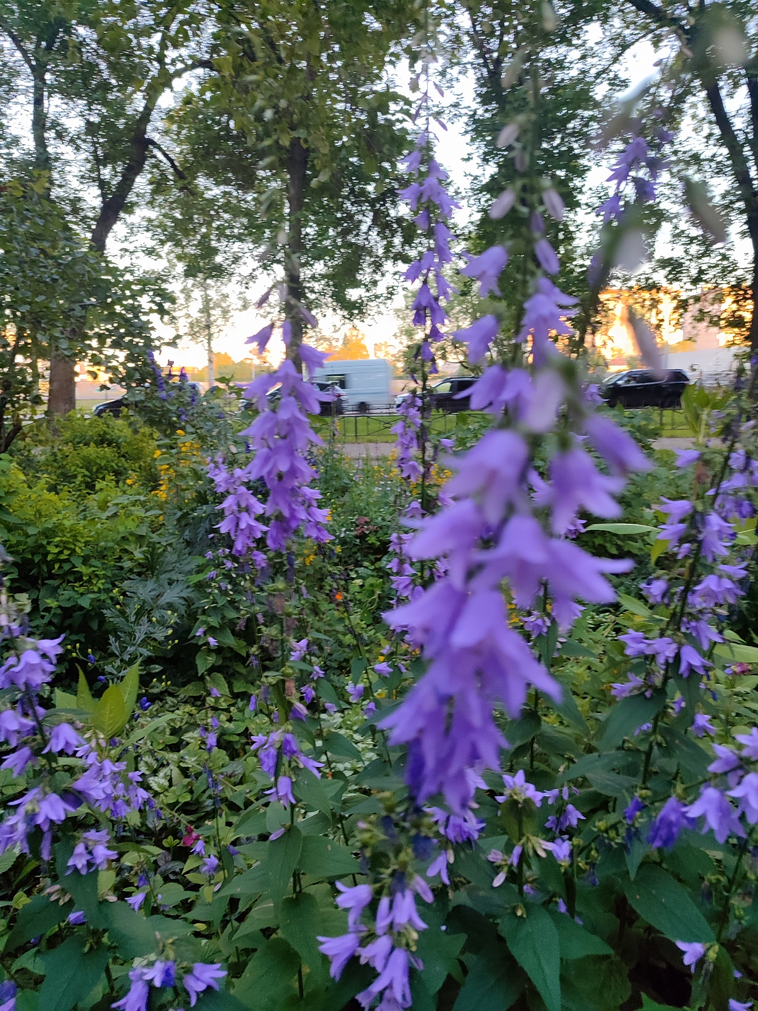 Close-up garden flowers in a Saint Petersburg summer garden