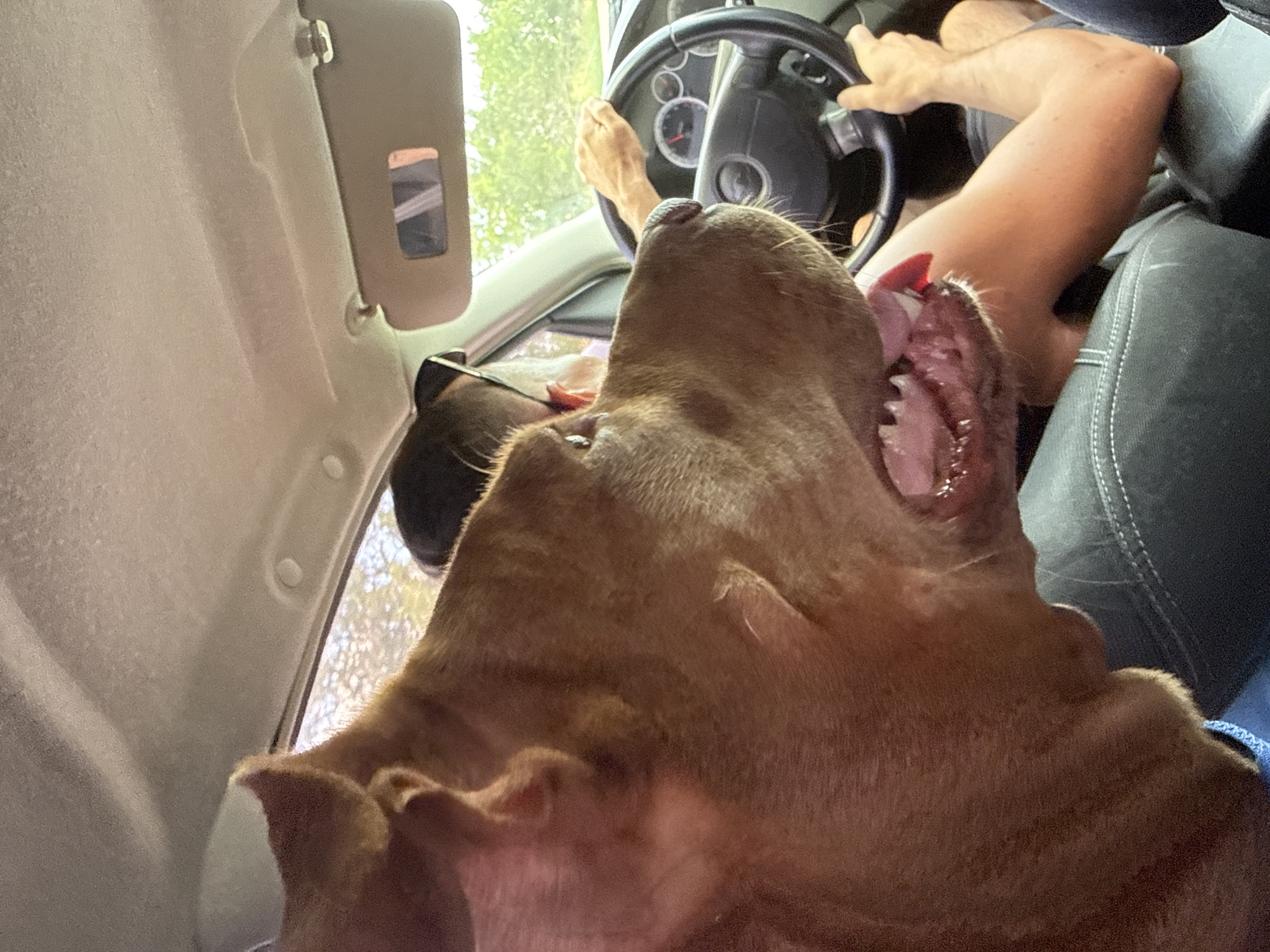 Big brown dog riding shotgun, fully in its element.