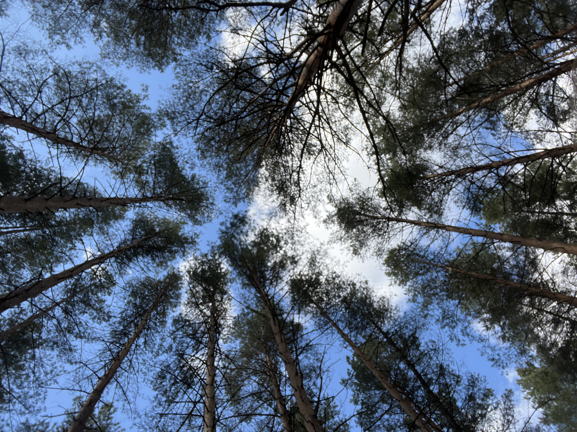 Family enjoys forest walk in Chaikovsky, Russia