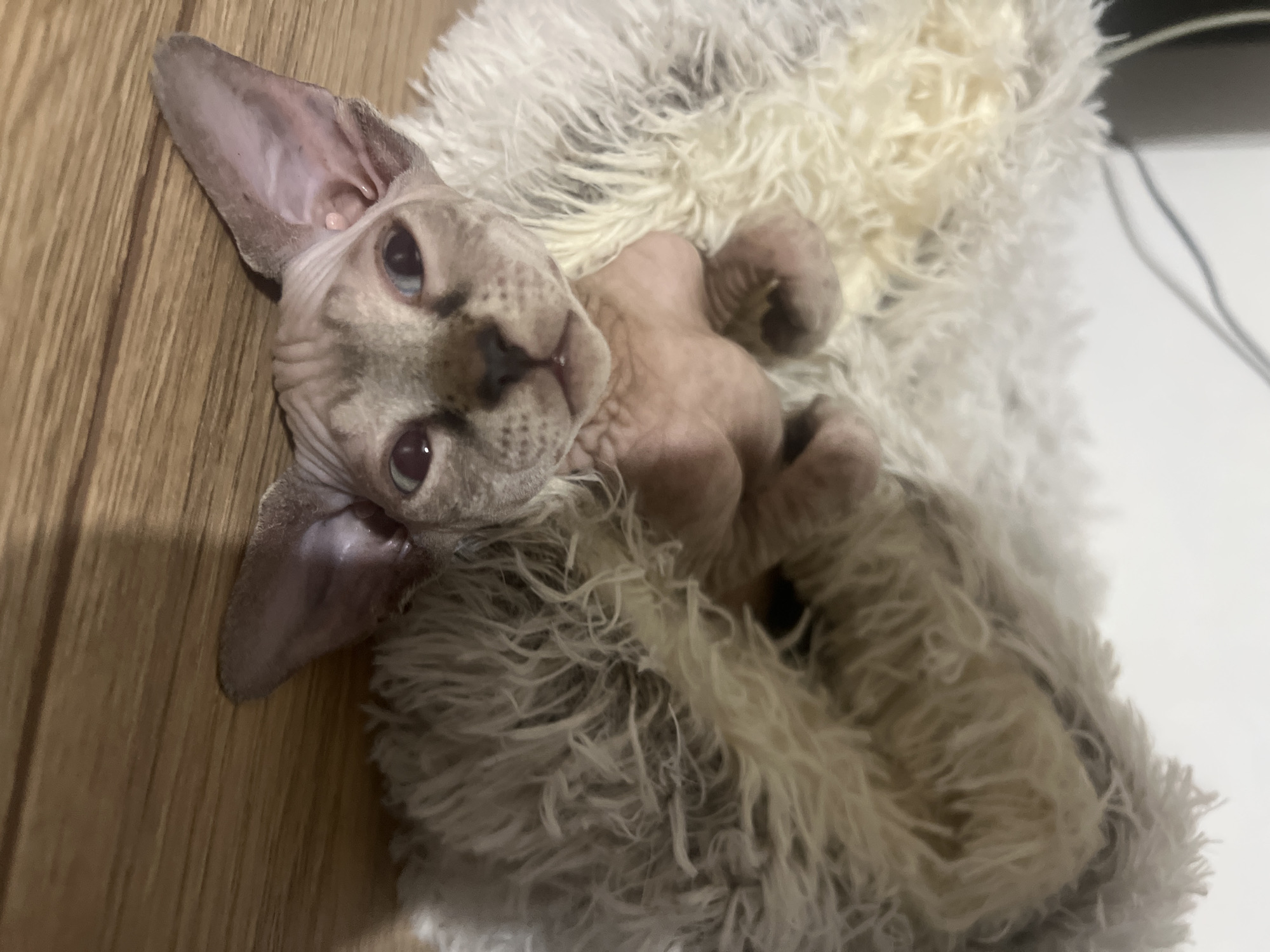 Hairless cat photographed resting on blanket in Chemoshur