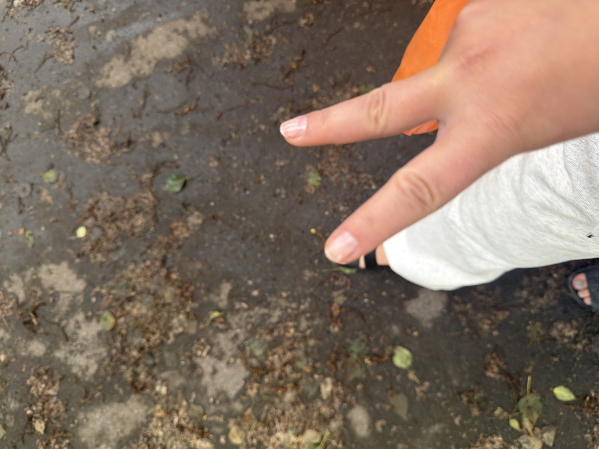 Rainy morning walk, coffee, and a nail appointment