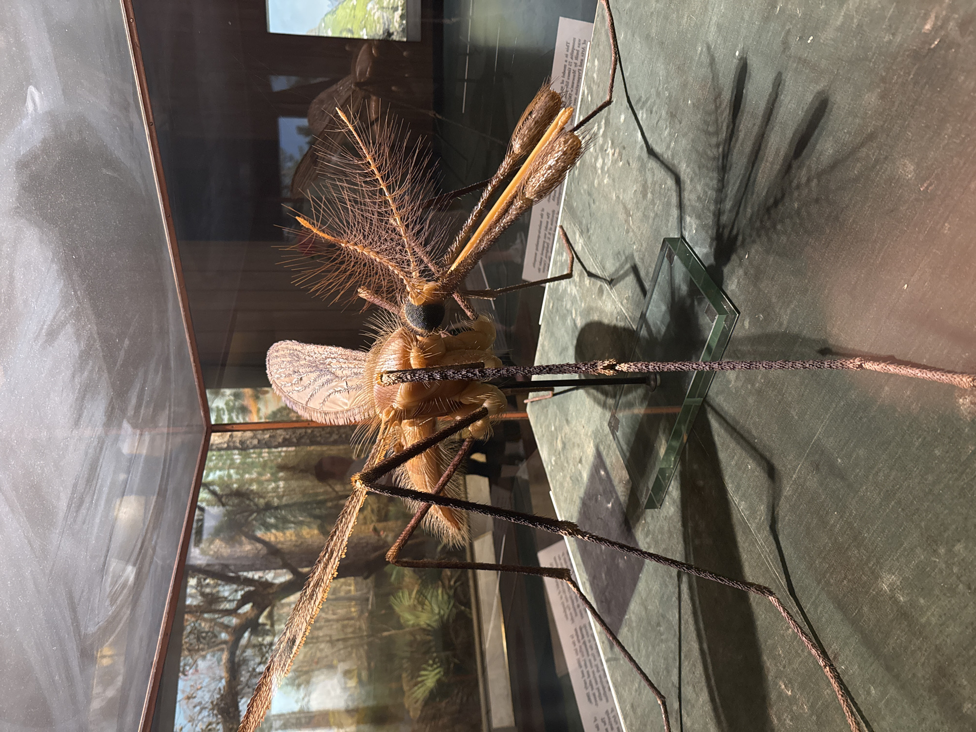 Museum visitor documents insect, geode, dinosaur exhibits in NYC