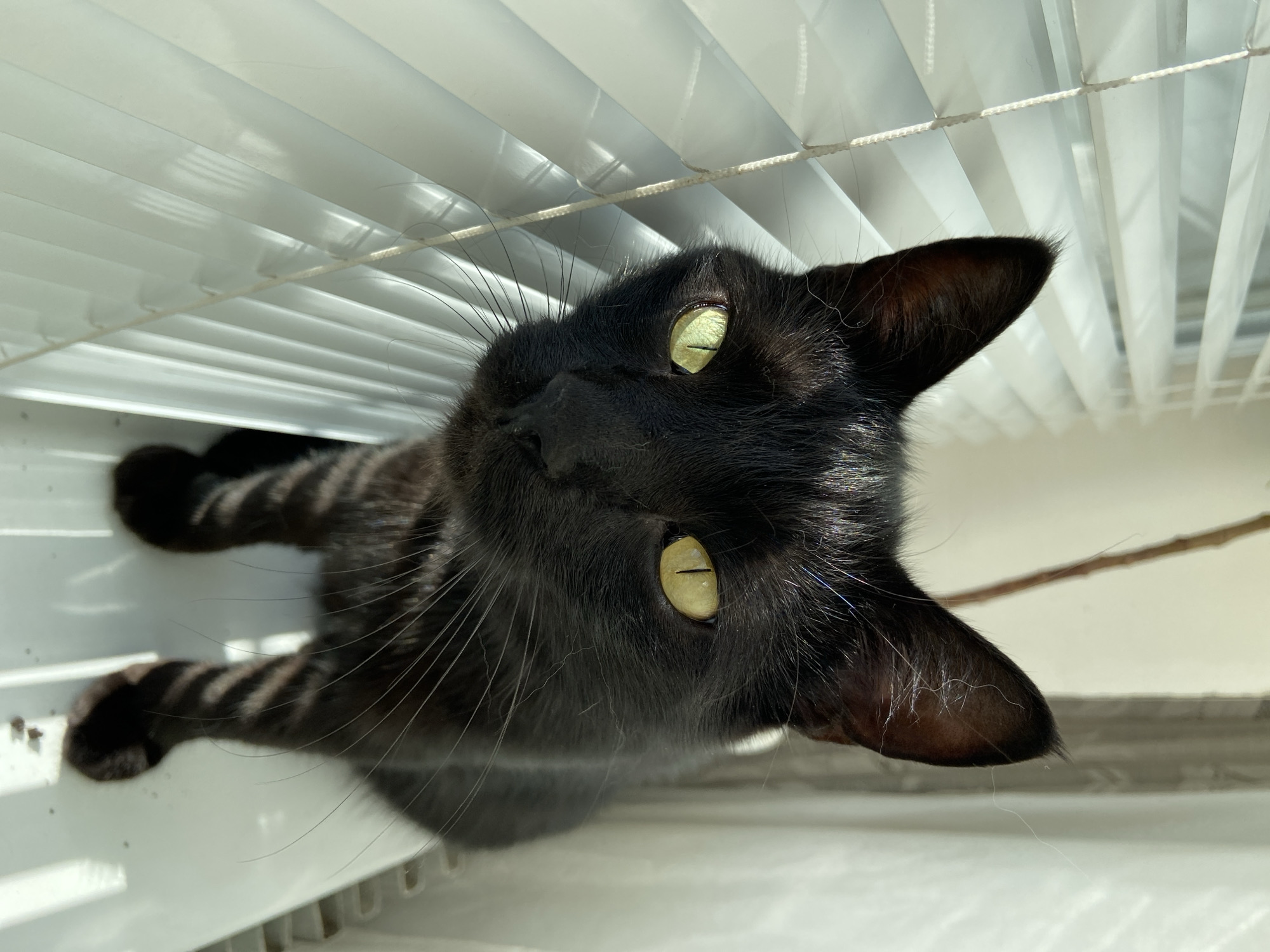 Black cat doing windowsill things among plants and blinds