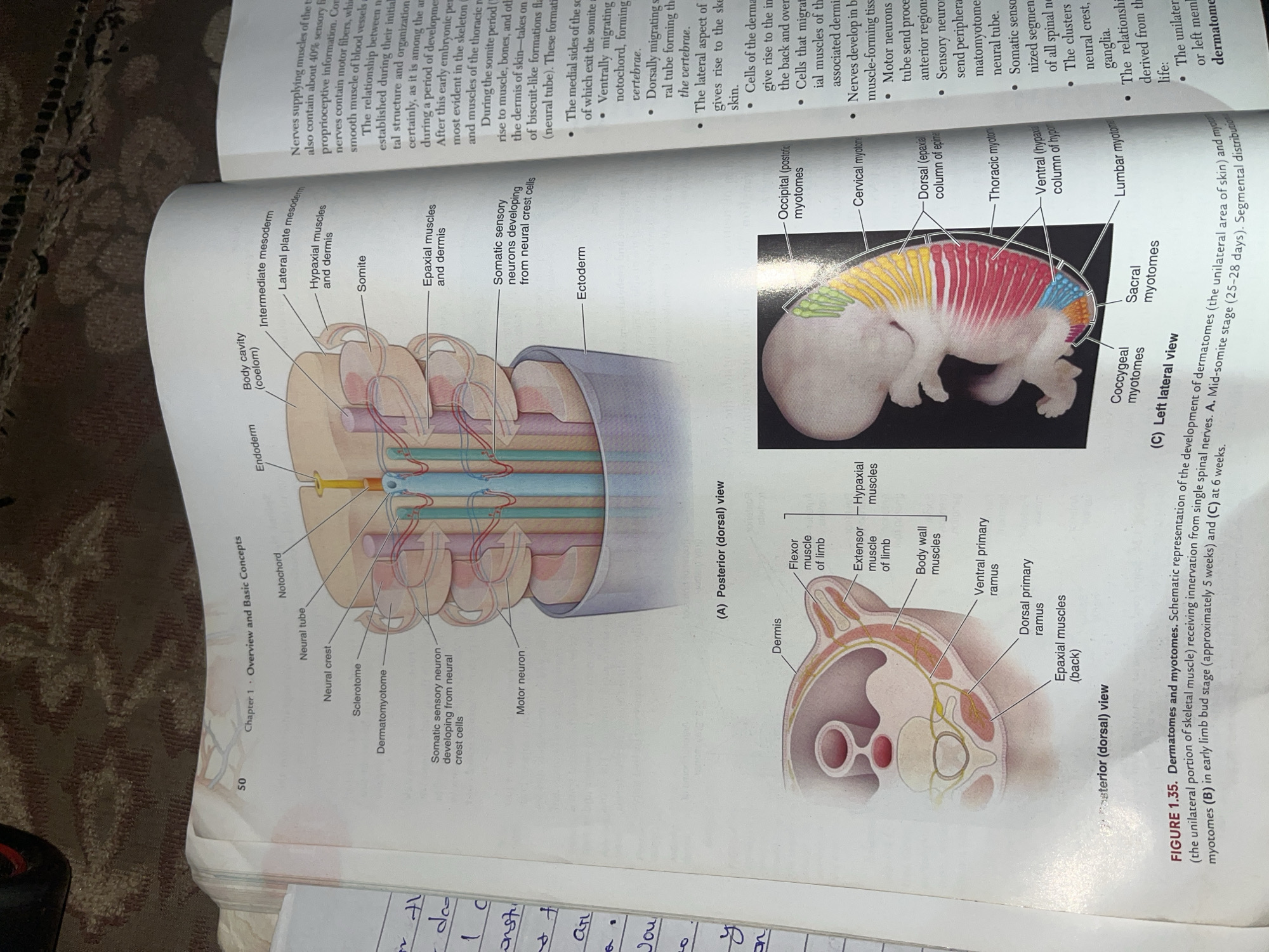 Medical student studies anatomy textbooks in Jalingo, Nigeria