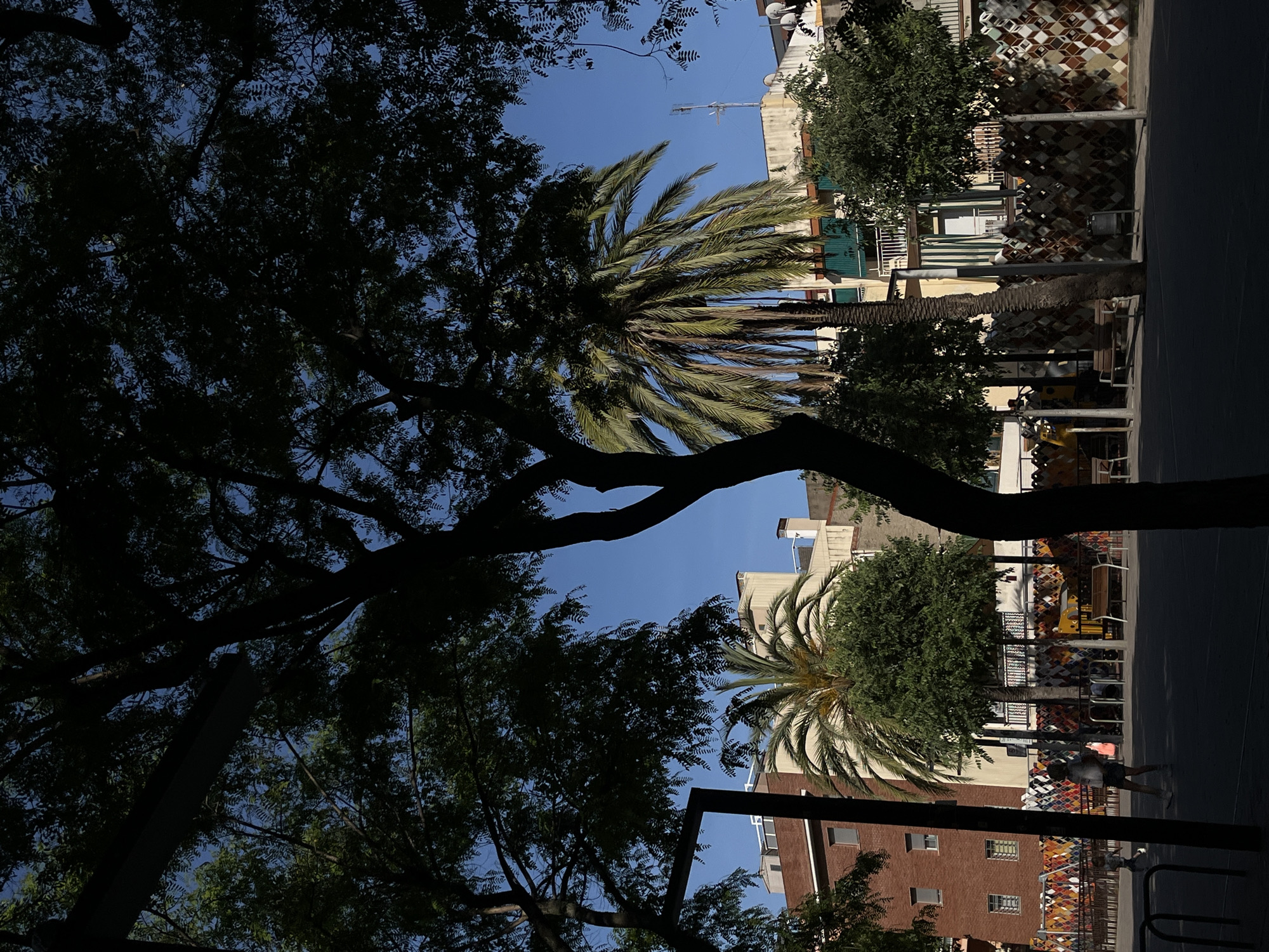 Urban street scenes with palm trees documented during afternoon