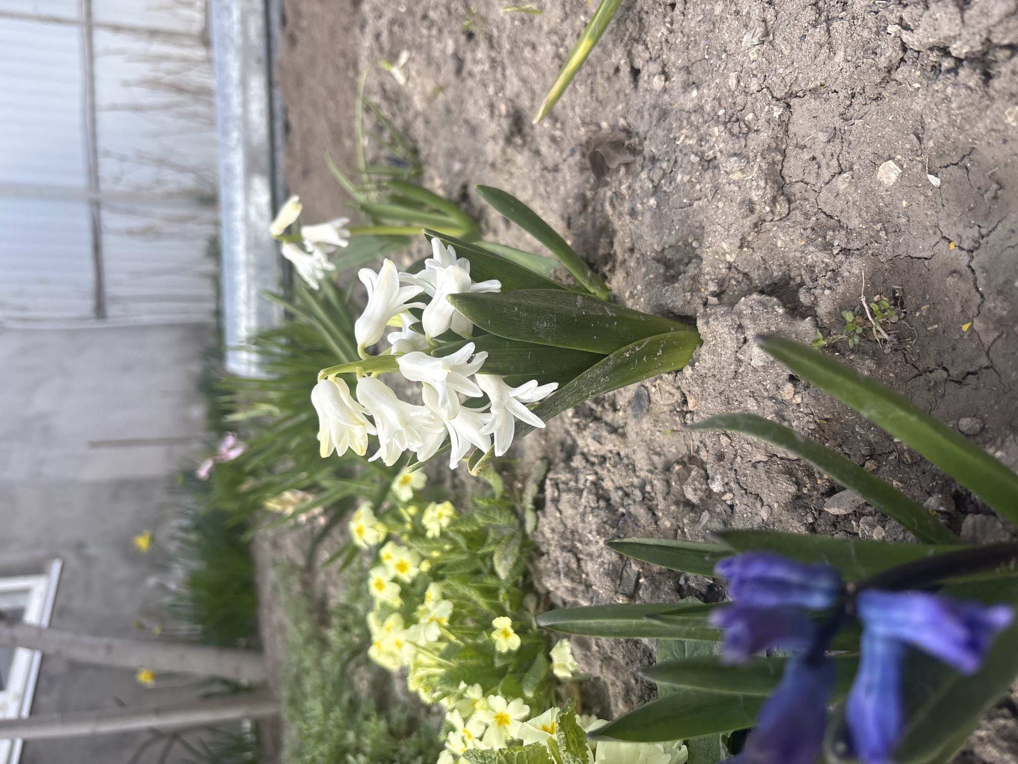 Domestic life moments captured in Simferopol home with cat, flowers