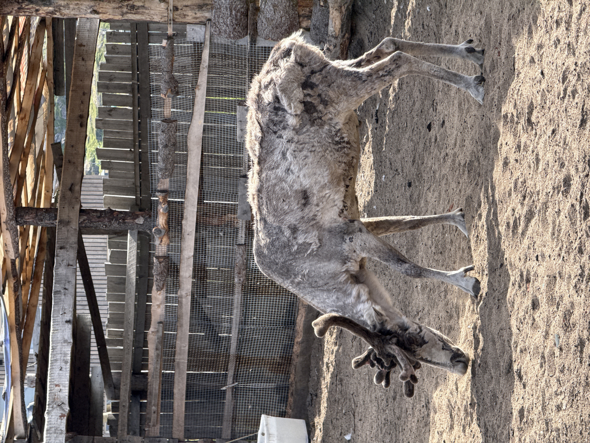 Reindeer encounter at a rustic enclosure in Teriberka, Russia