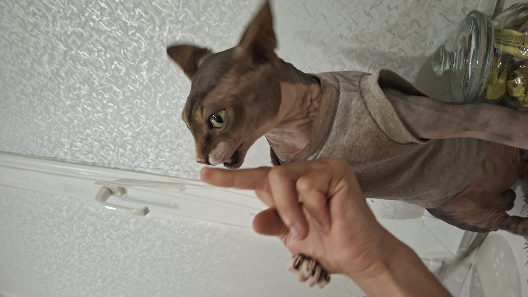 Dressed Sphynx cat plays and poses around a Myadzyel home