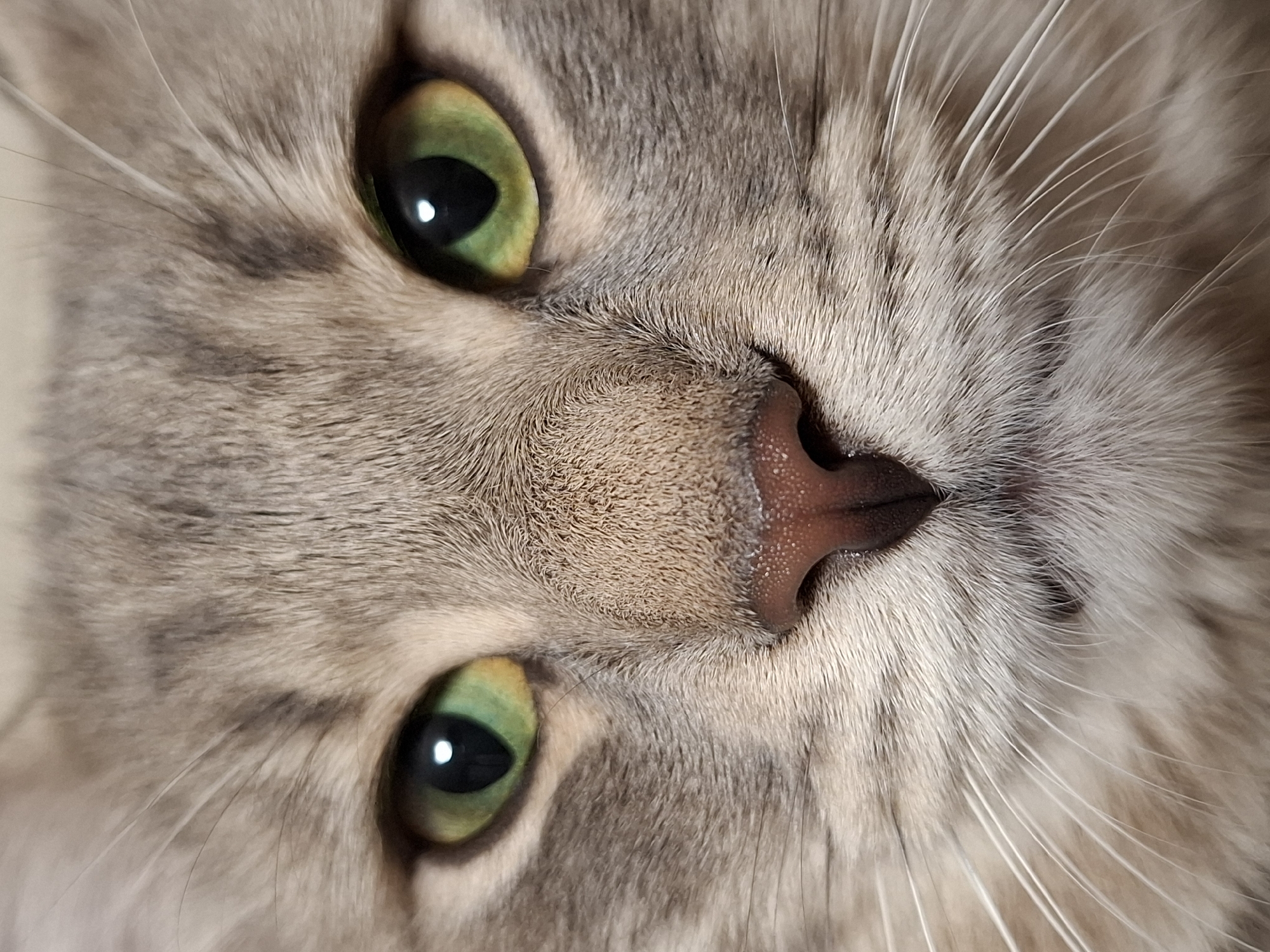 Gray Tabby Cat Photographed Multiple Times in Novi Sad