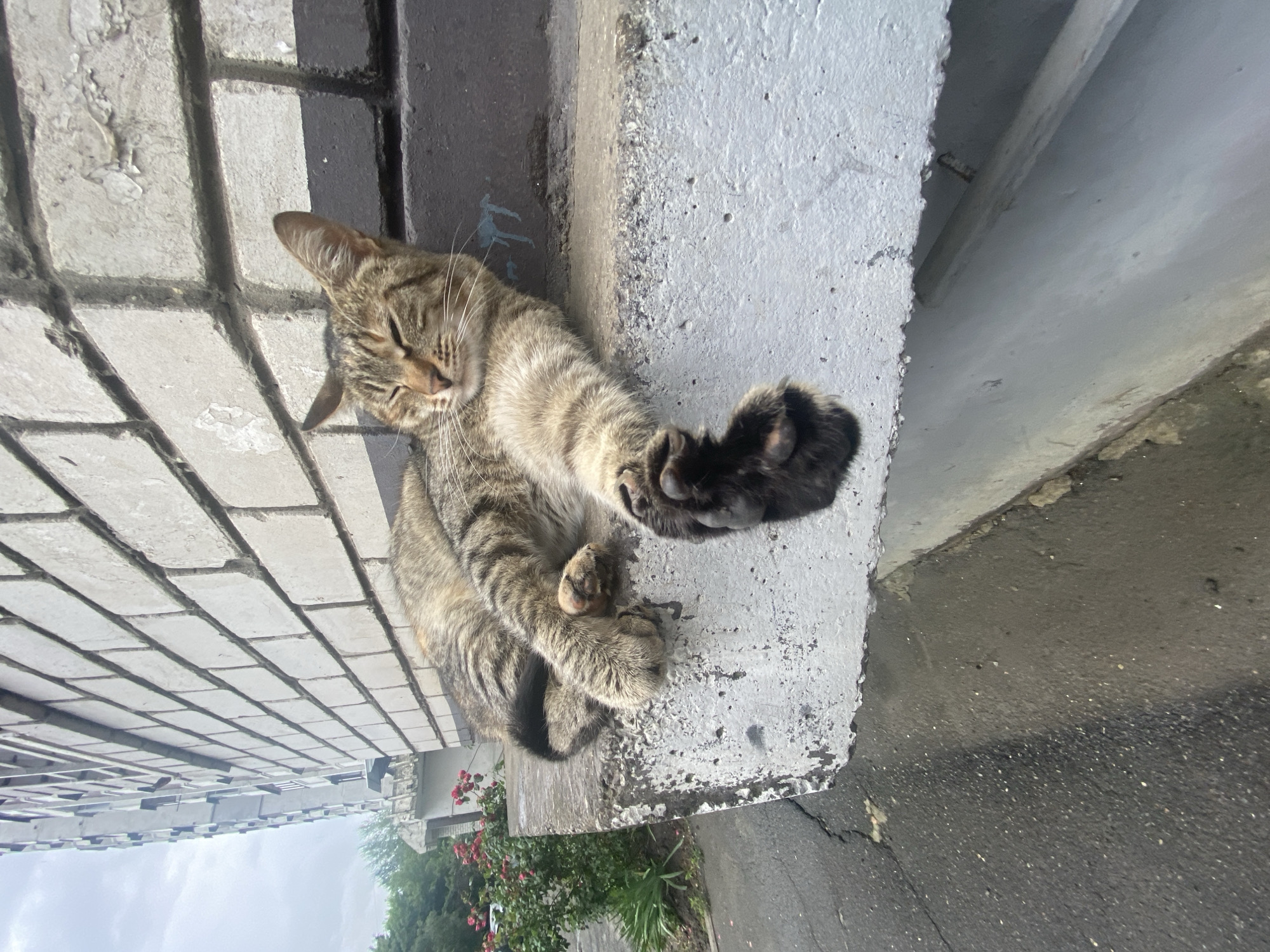 Cats and a dog, caught in casual, unguarded moments