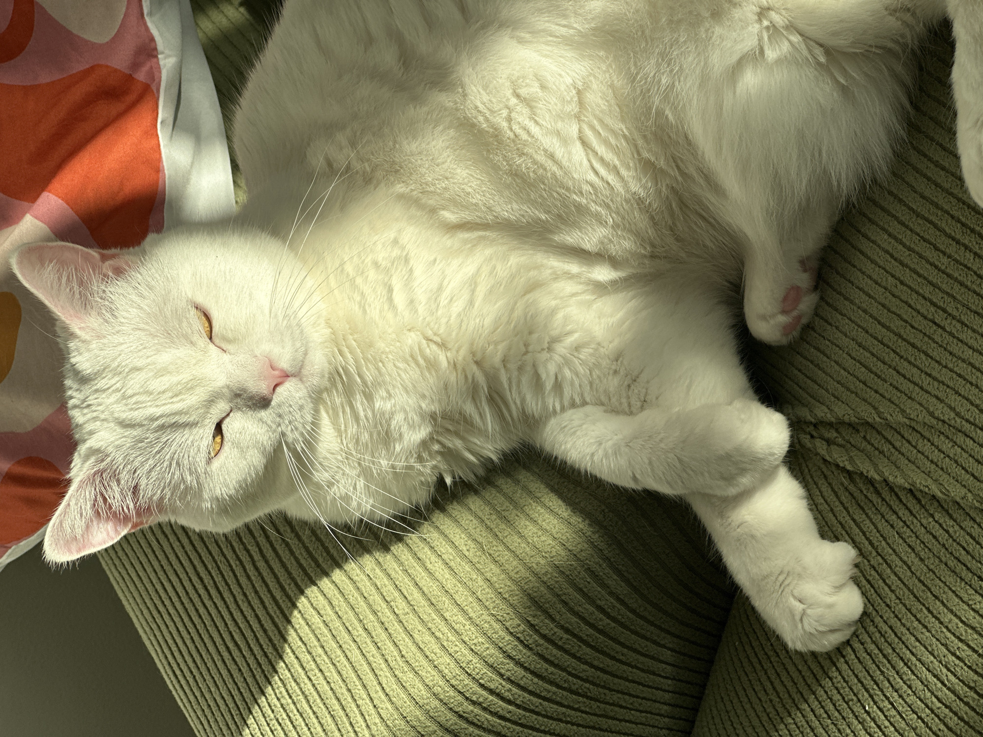 White cat relaxes on green sofa in Novi Sad