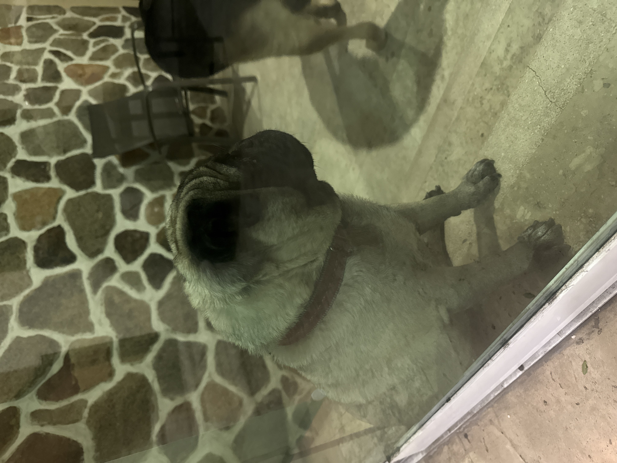 Pug plays against windows in Acapulco home