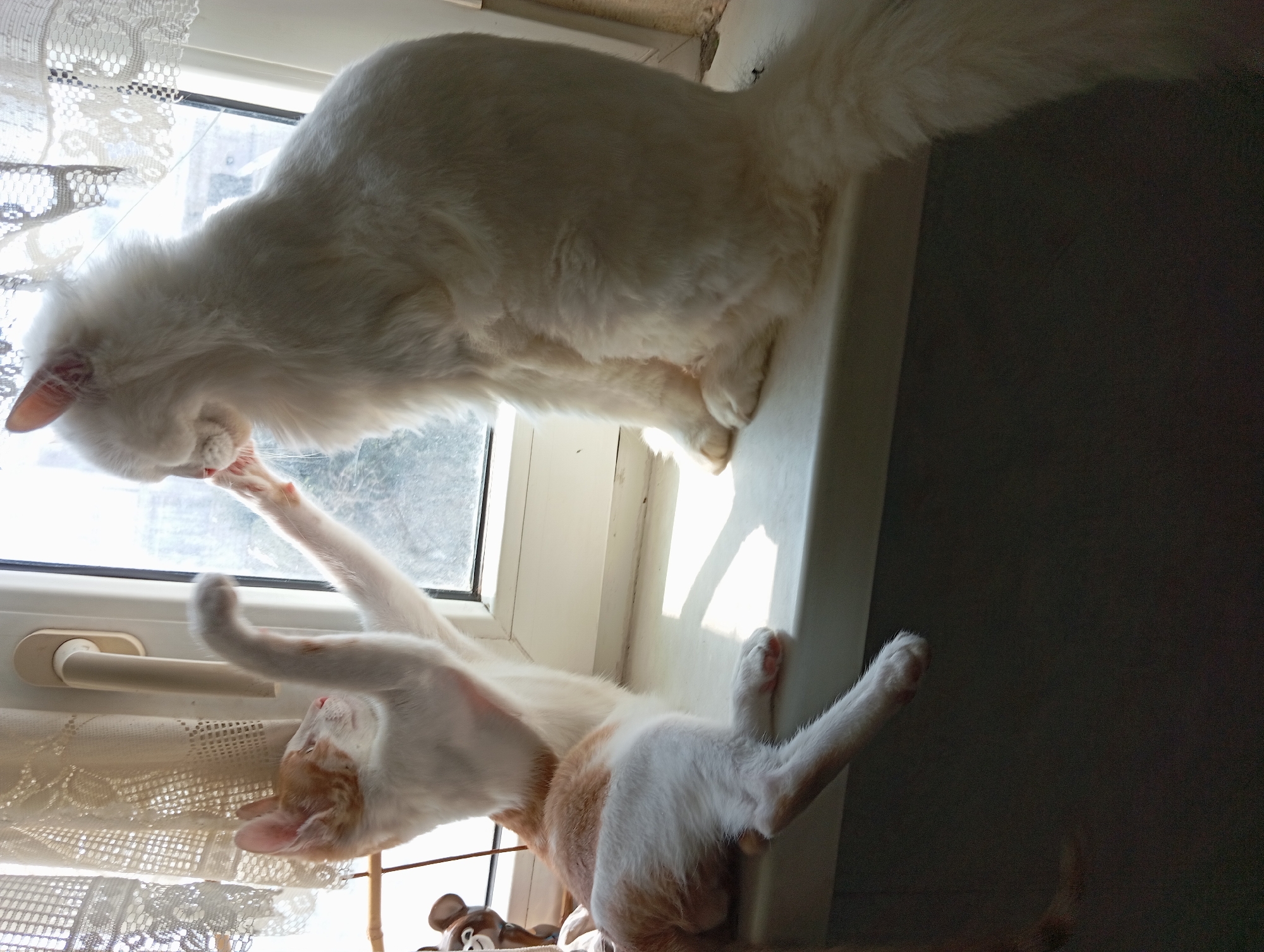 Two cats on a windowsill in Aktau, doing cat things