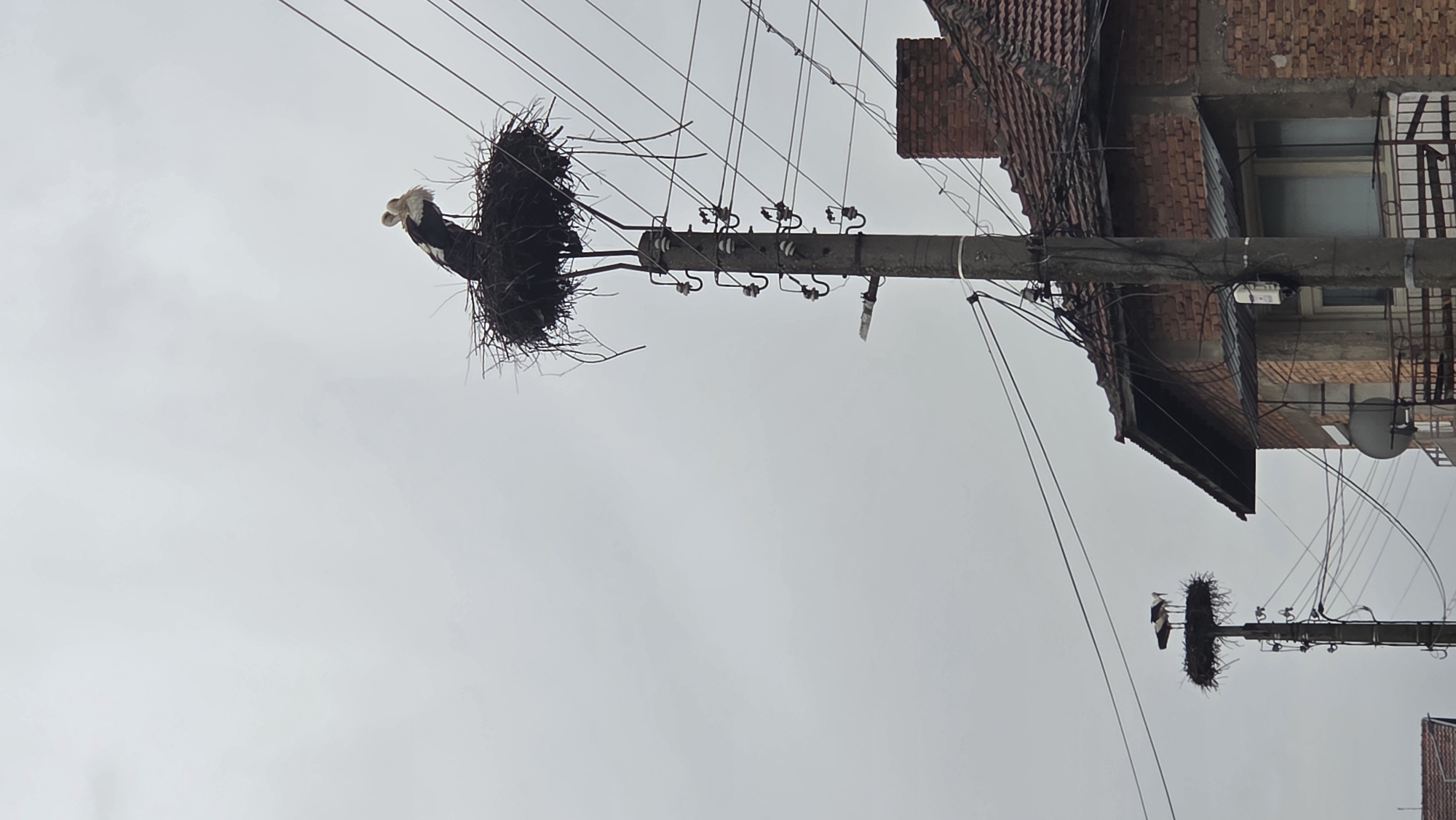 Stork spotted in nest on utility pole in Bania, Bulgaria