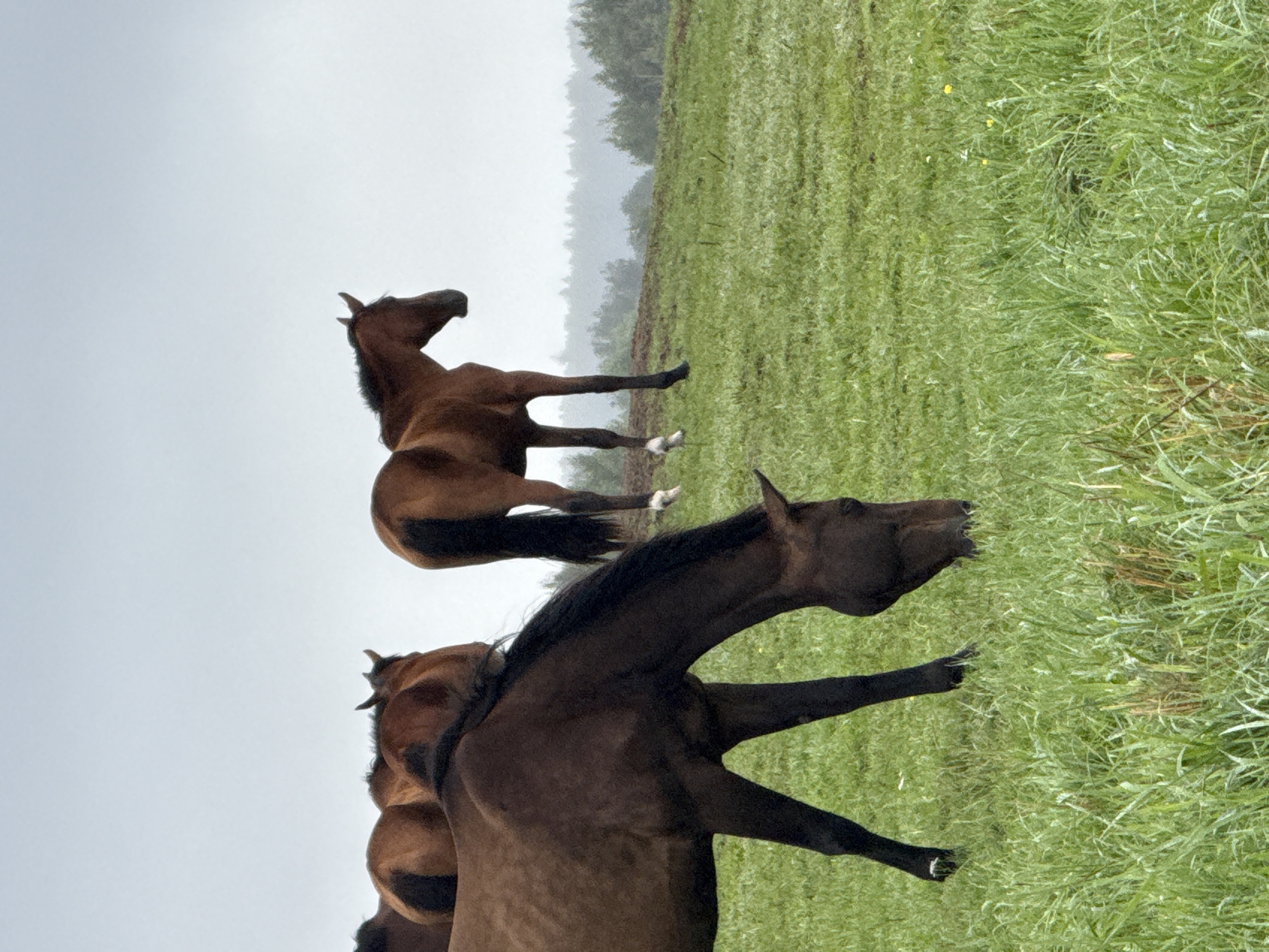 Horses grazing in a Lithuanian field on a cloudy morning