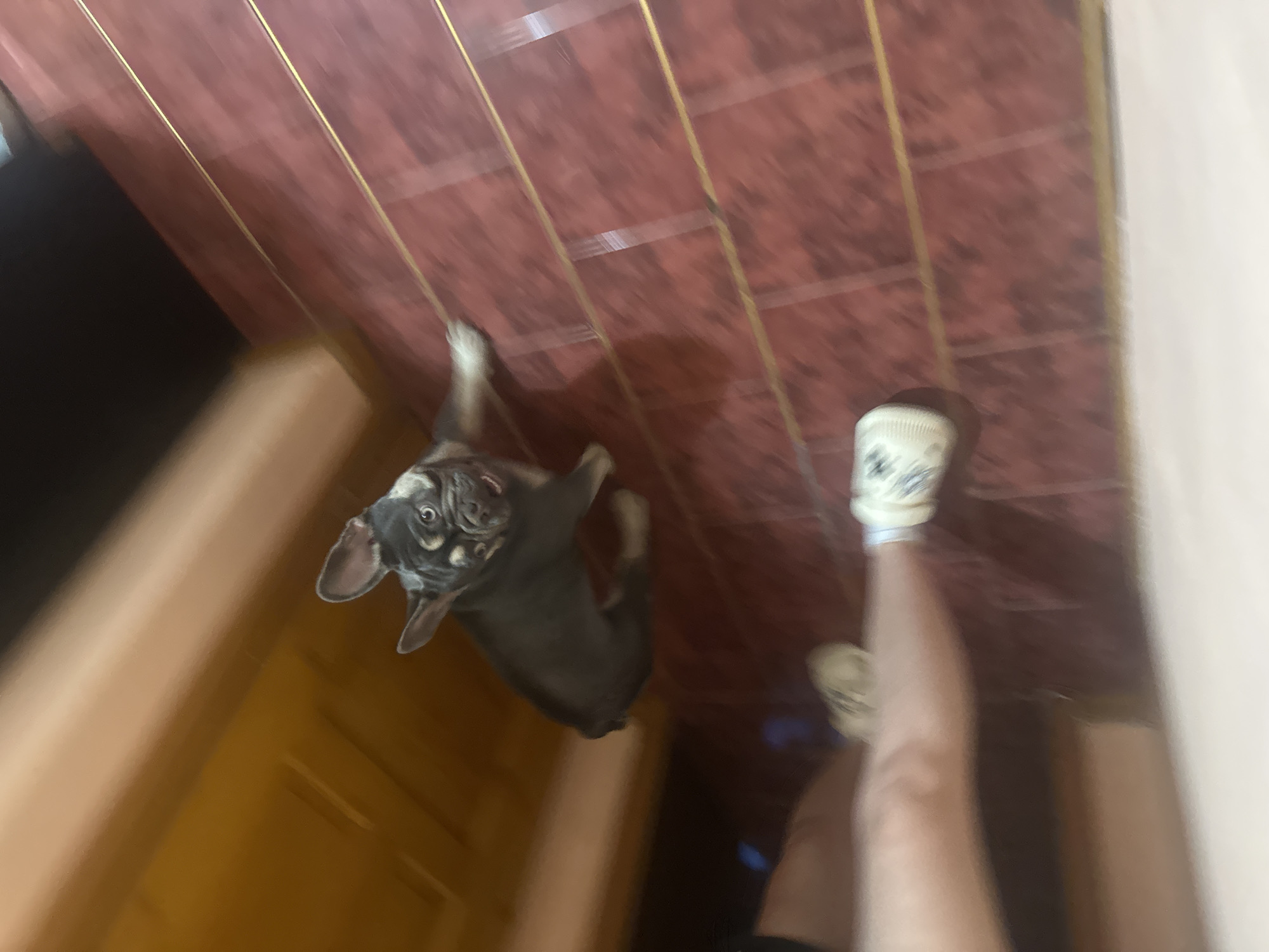 French Bulldog's Evening Home Activities Documented Over 2.5 Hours