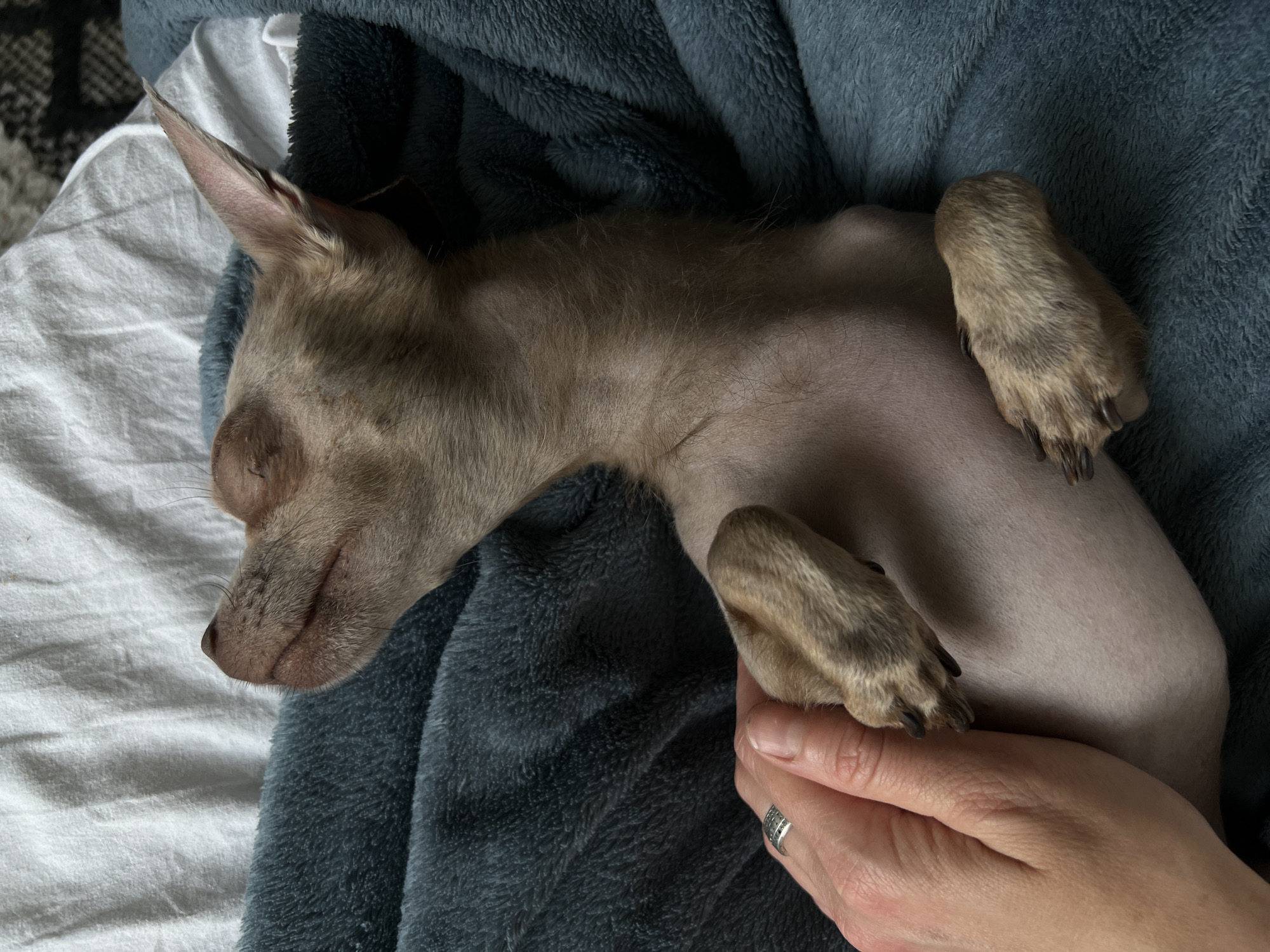 Two small dogs napping and getting belly rubs in Kharkiv