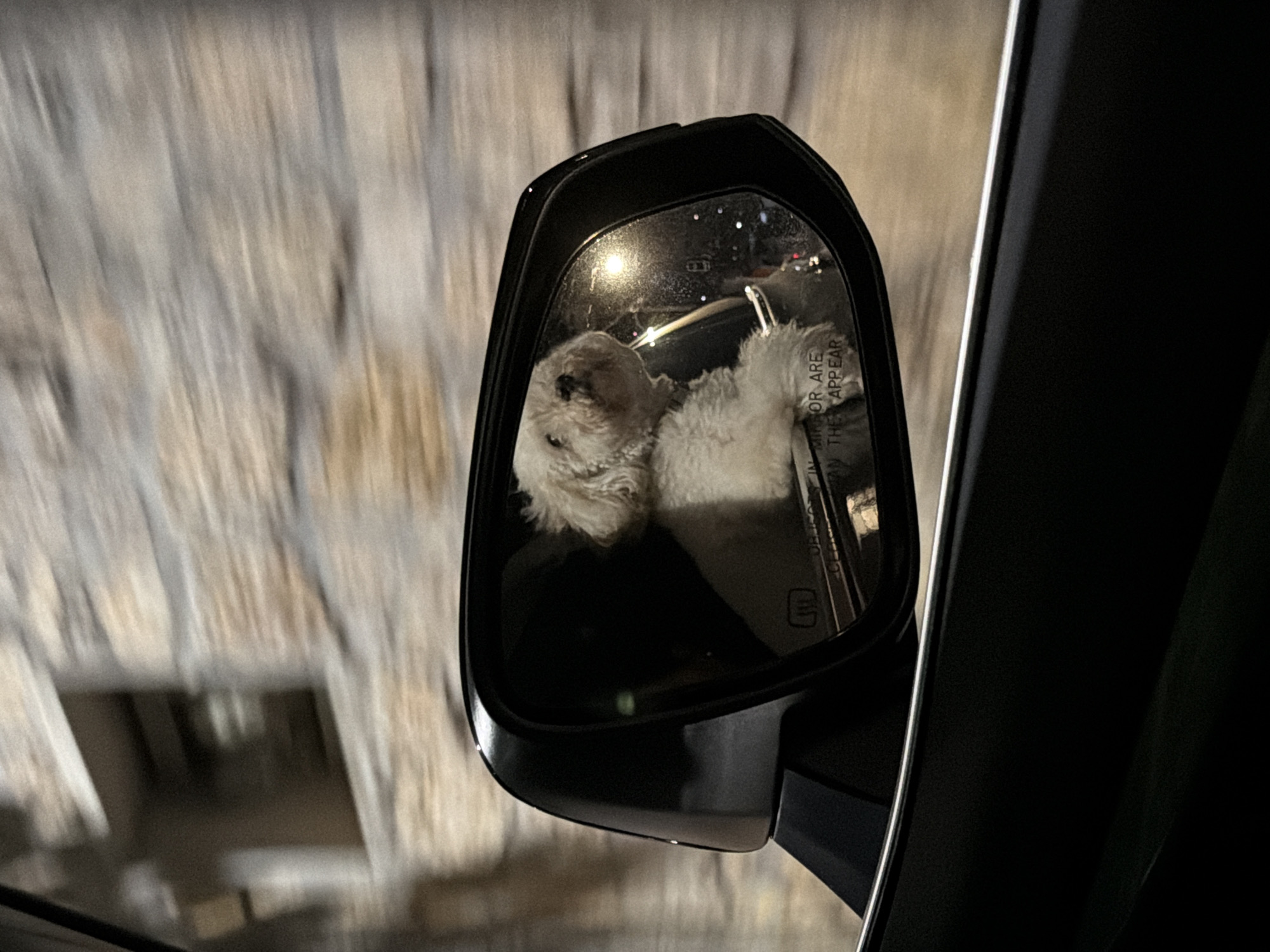 Dog travels in car back seat at night
