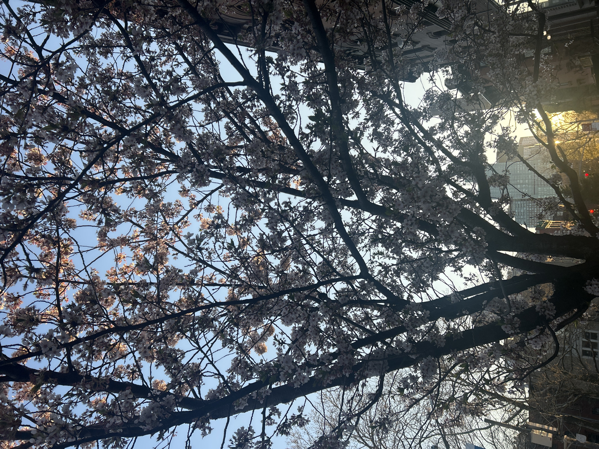 Cherry blossoms captured against blue sky in New York