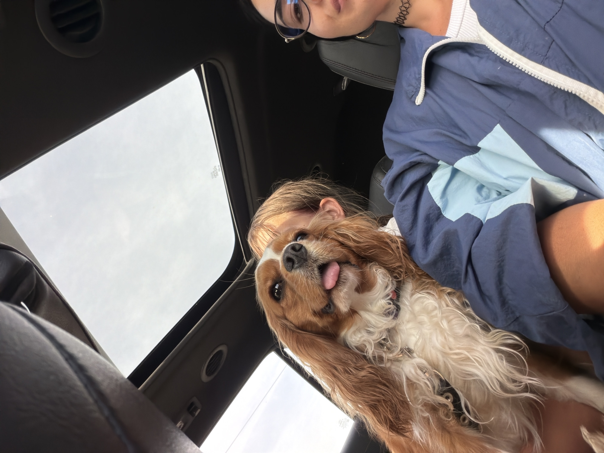 Cavalier King Charles Spaniel enjoys a sunny car ride in Novgorod