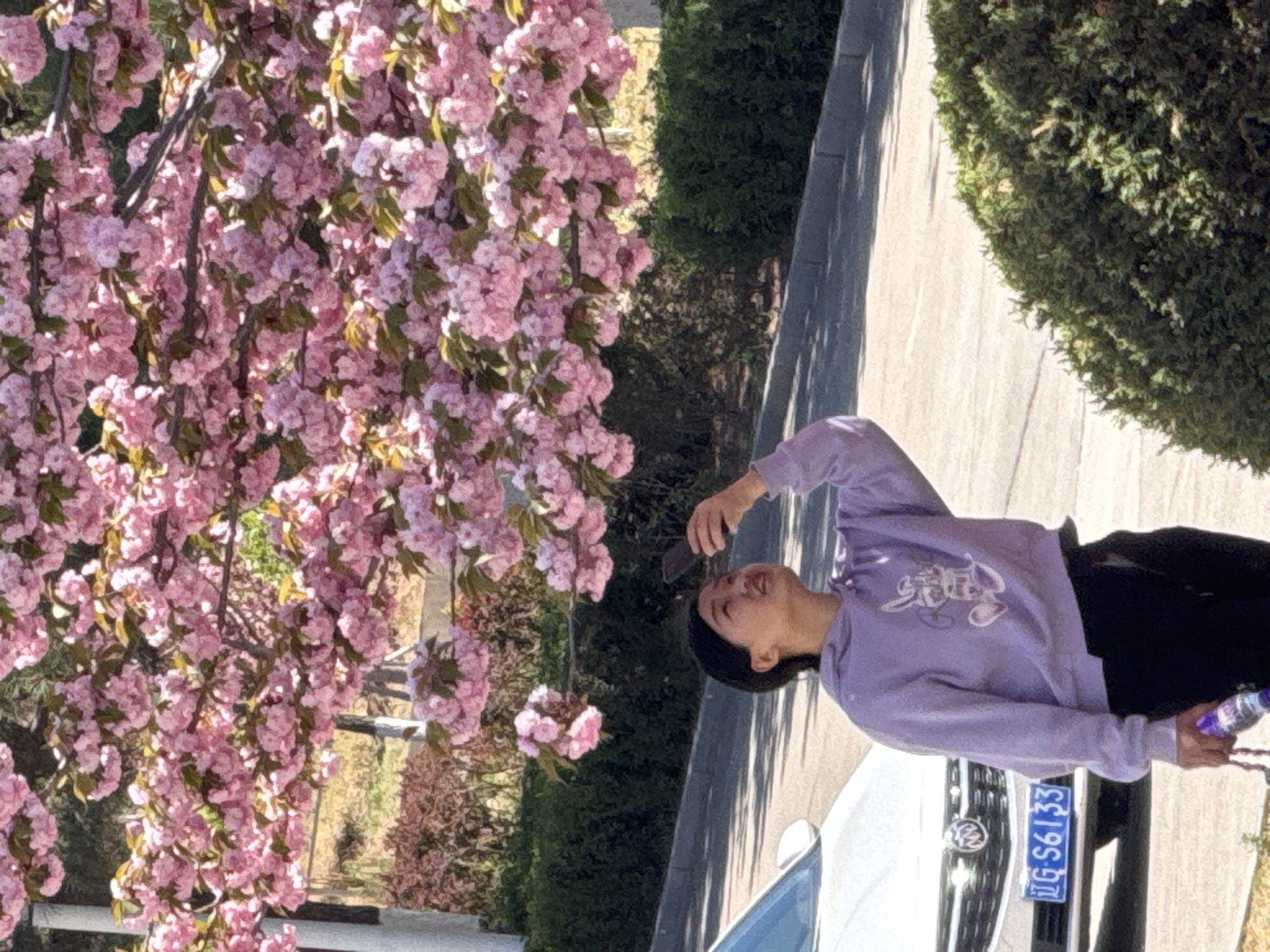 Spring cherry blossom viewing captured in Zhongtun, China