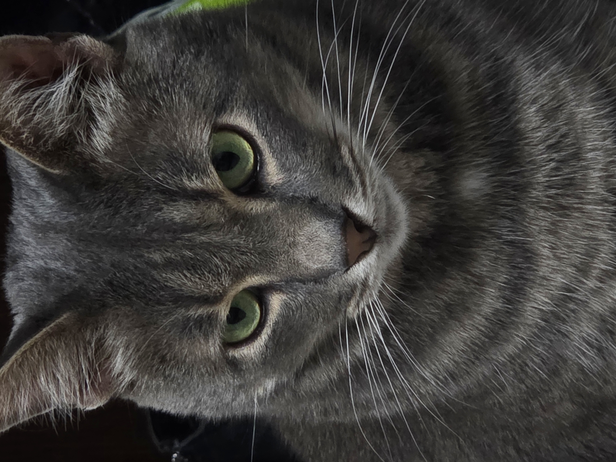 Cat owner documents afternoon with gray tabby through photos