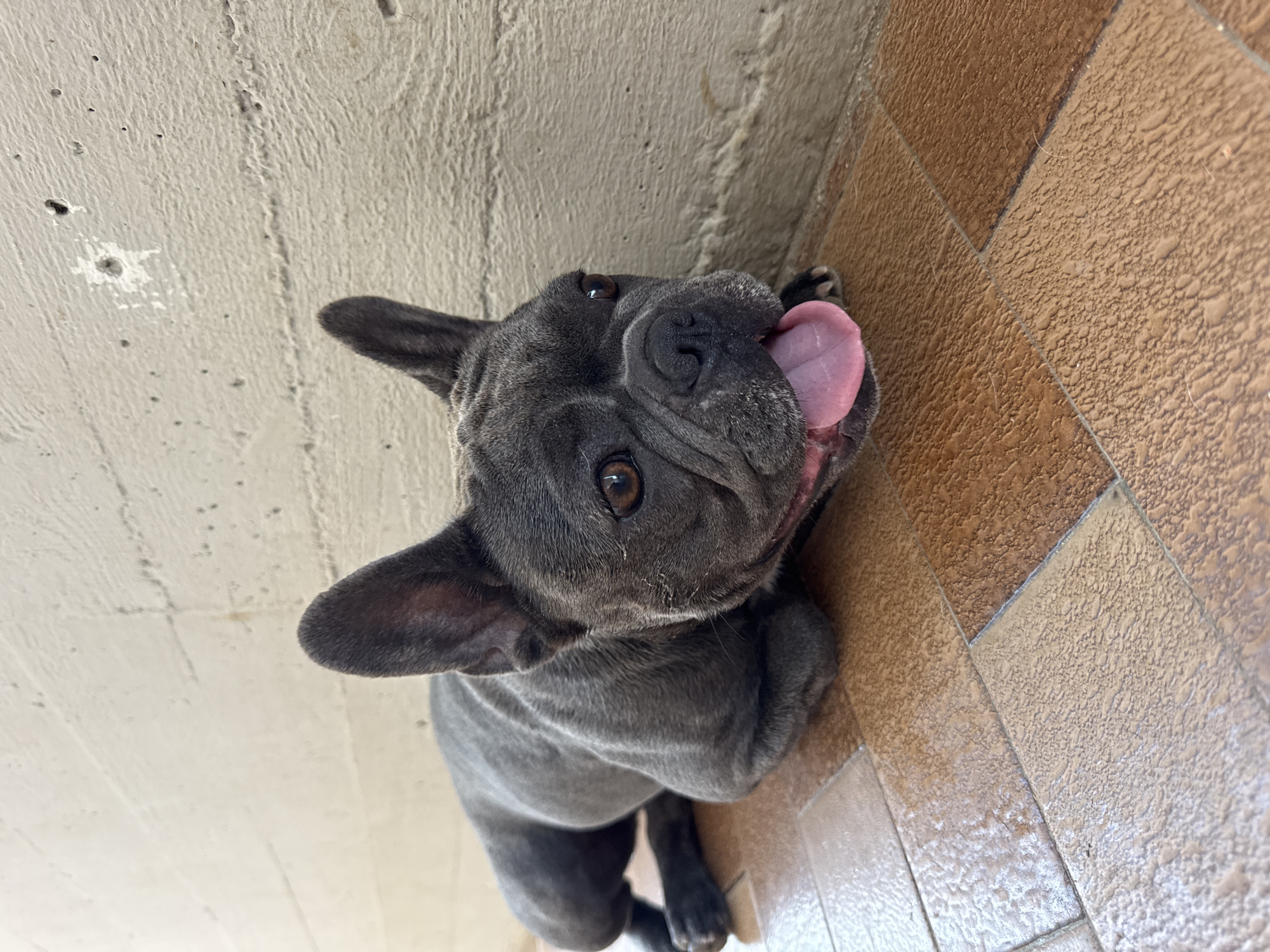 French Bulldogs playing and lounging on a patio in Italy