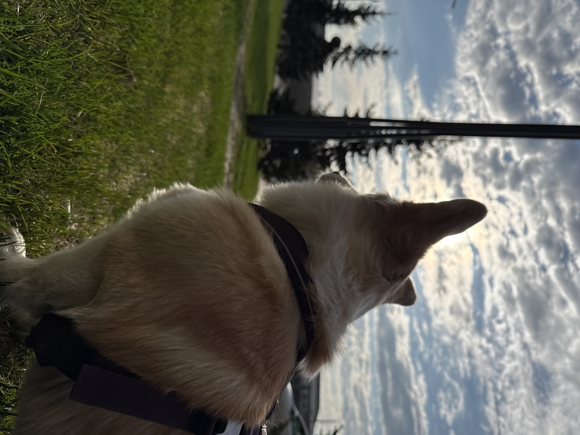 Corgi spotted on evening walk in Krasnoyarsk