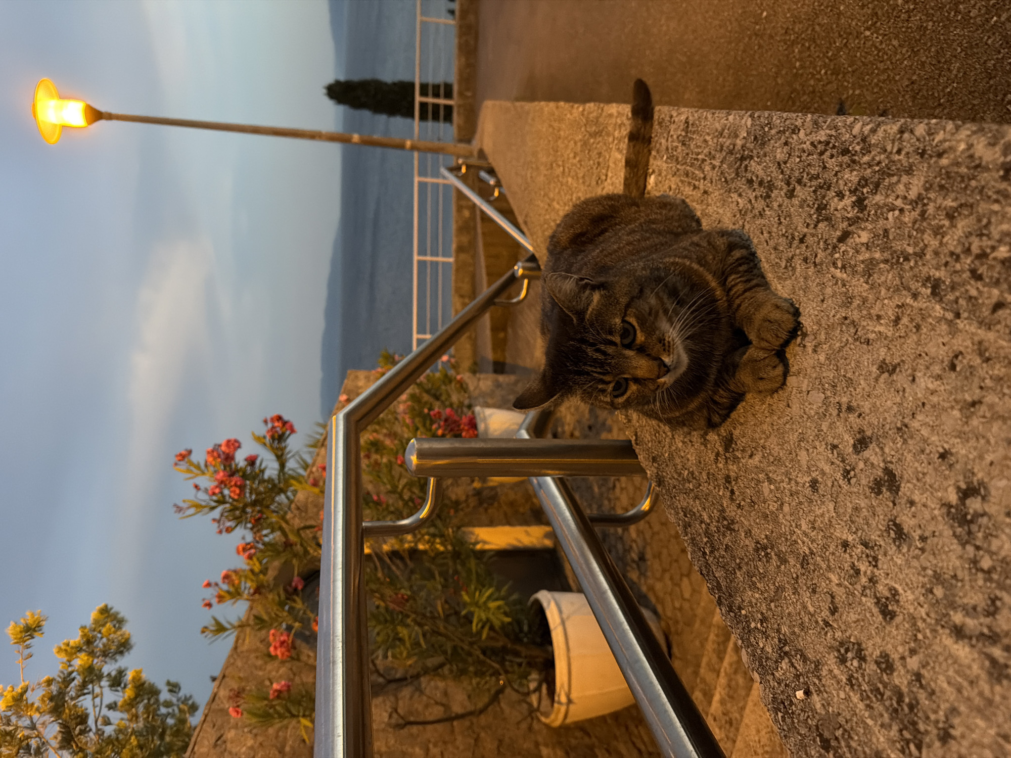 Gym selfies and a dusk cat sighting, early evening