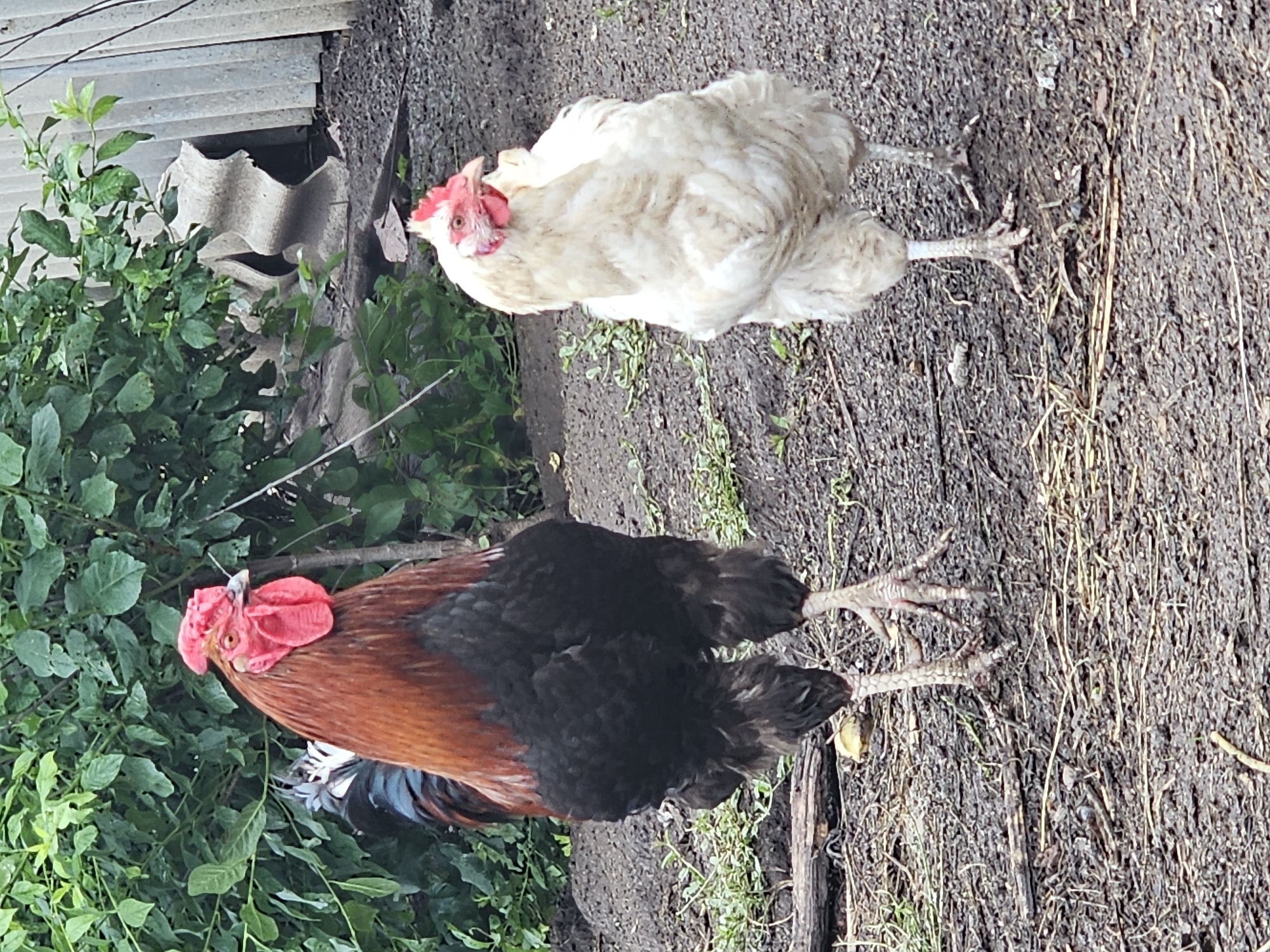 A Kalinovka home's garden, decor, and pets on a July morning.