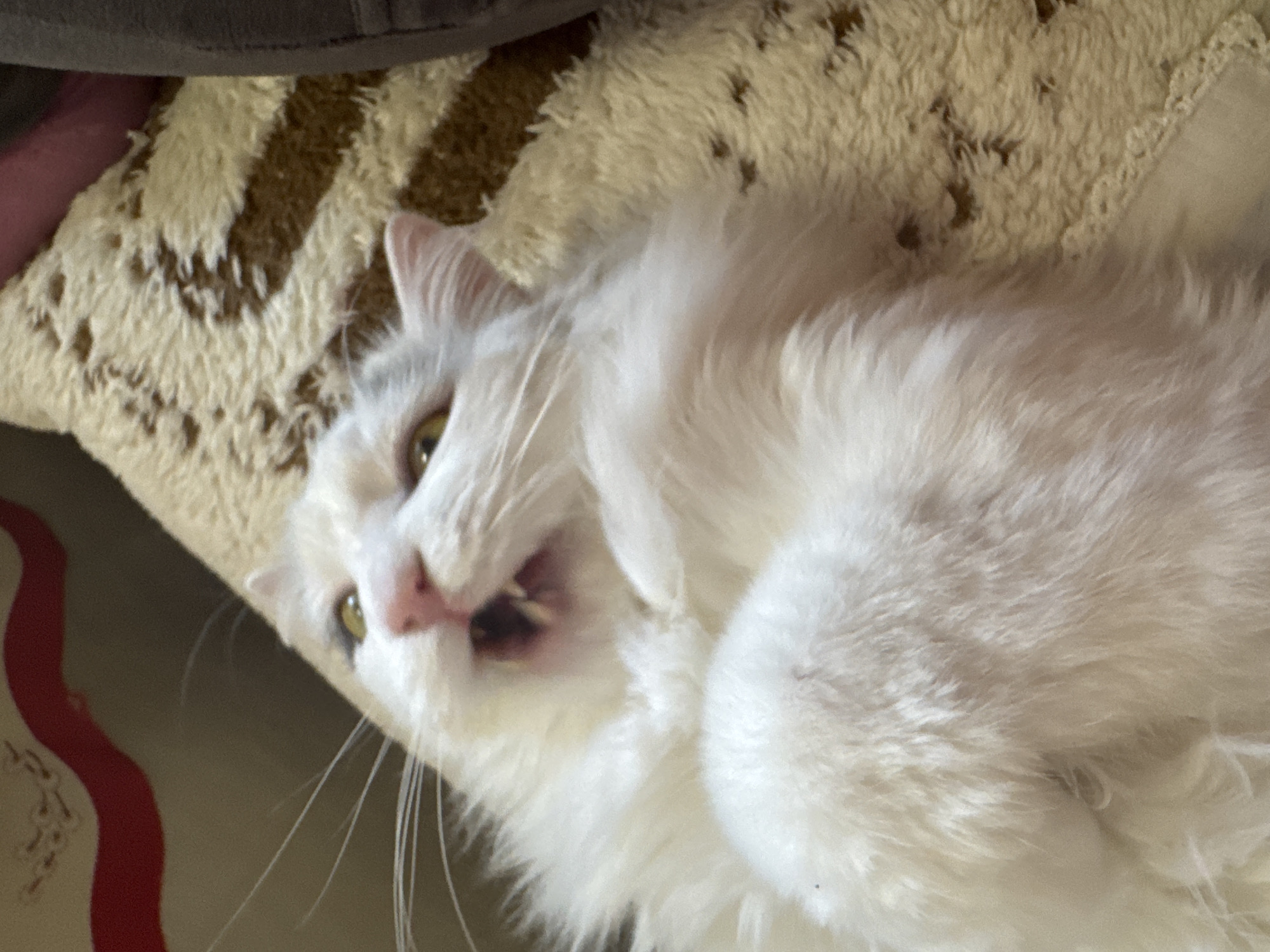 White cat rests on patterned bedding in Sofia