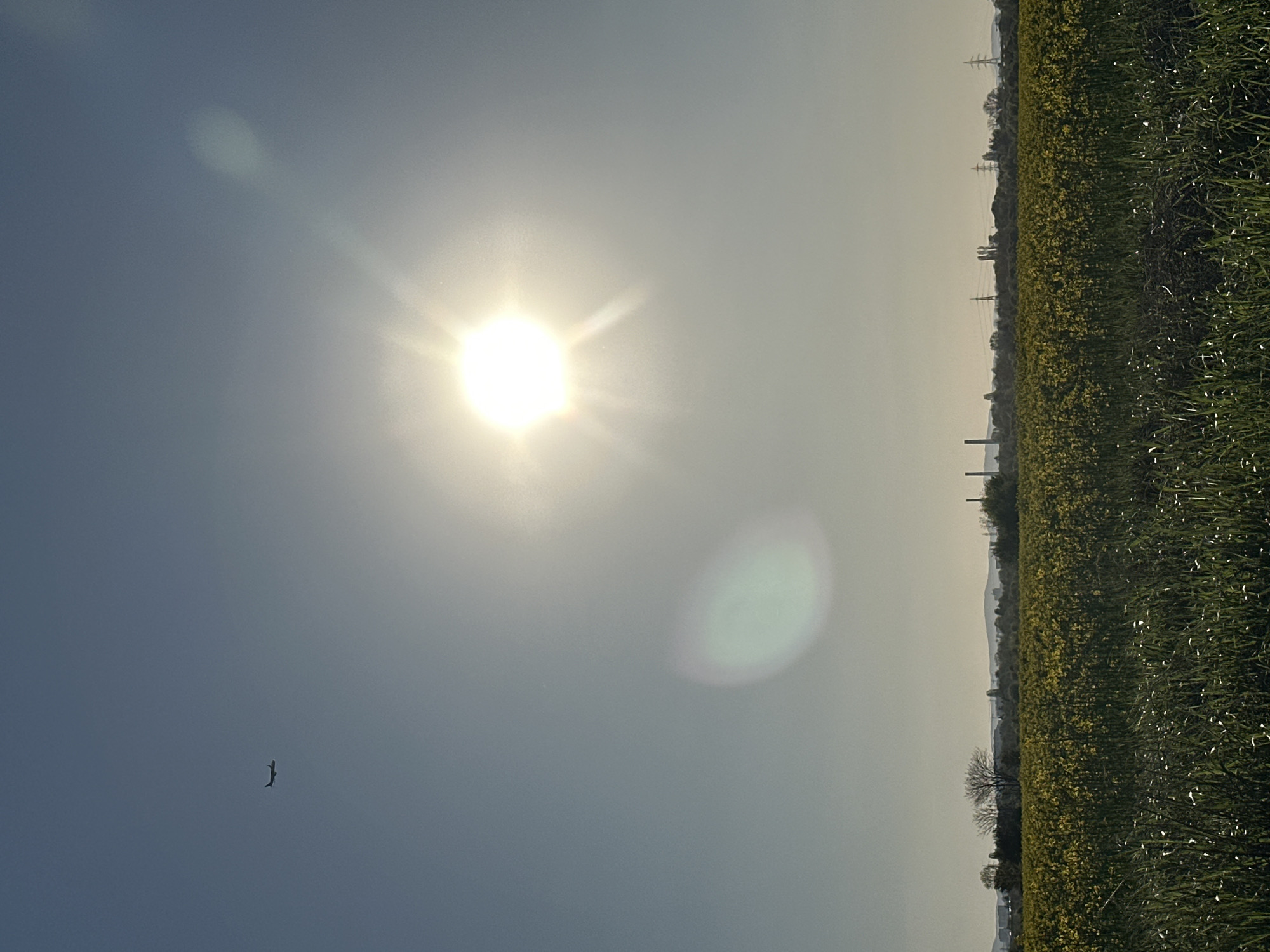 Bird flies over Sofia field on sunny afternoon