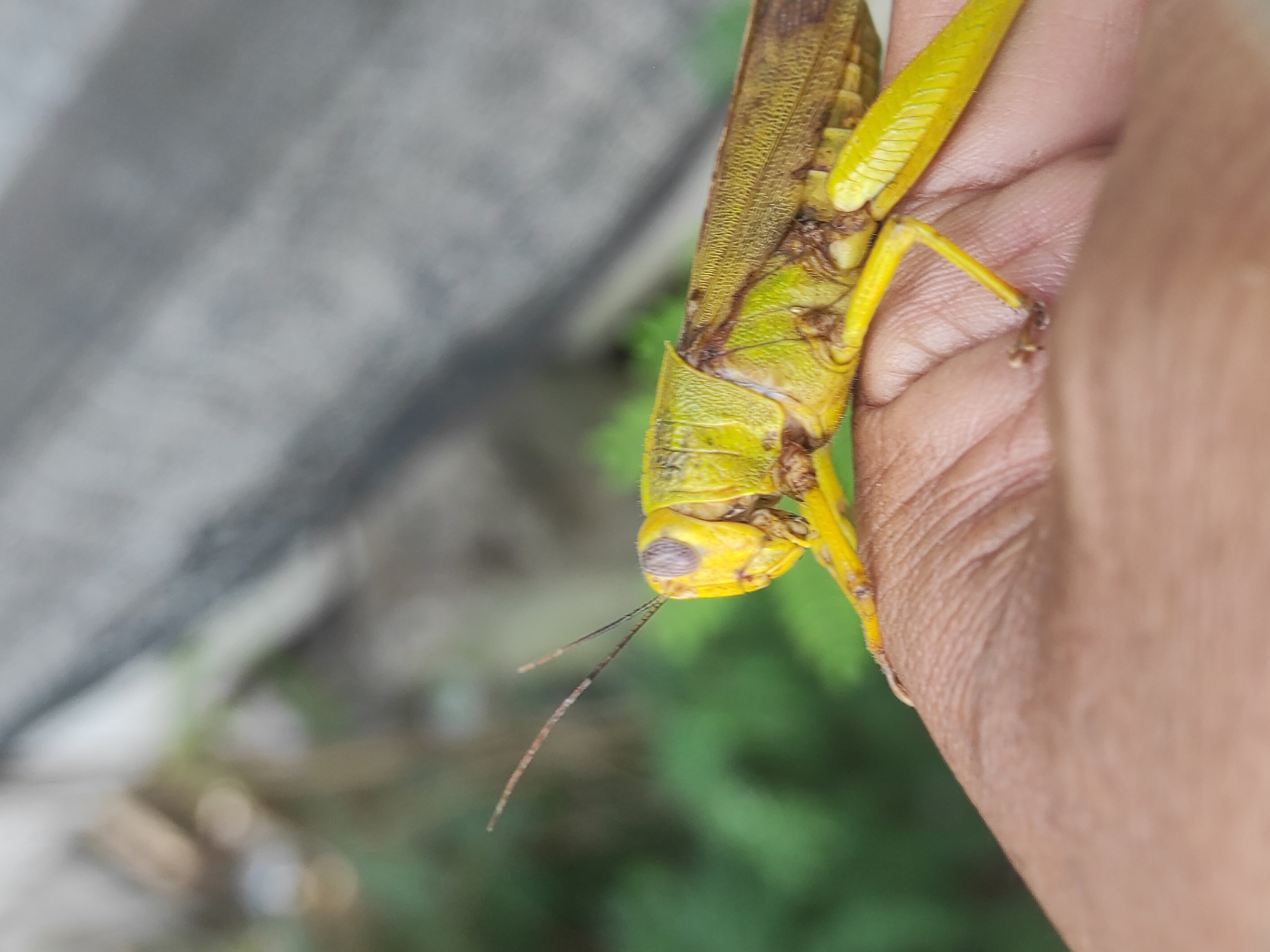 Grasshoppers, flies, and ceiling fans in Lhokseumawe