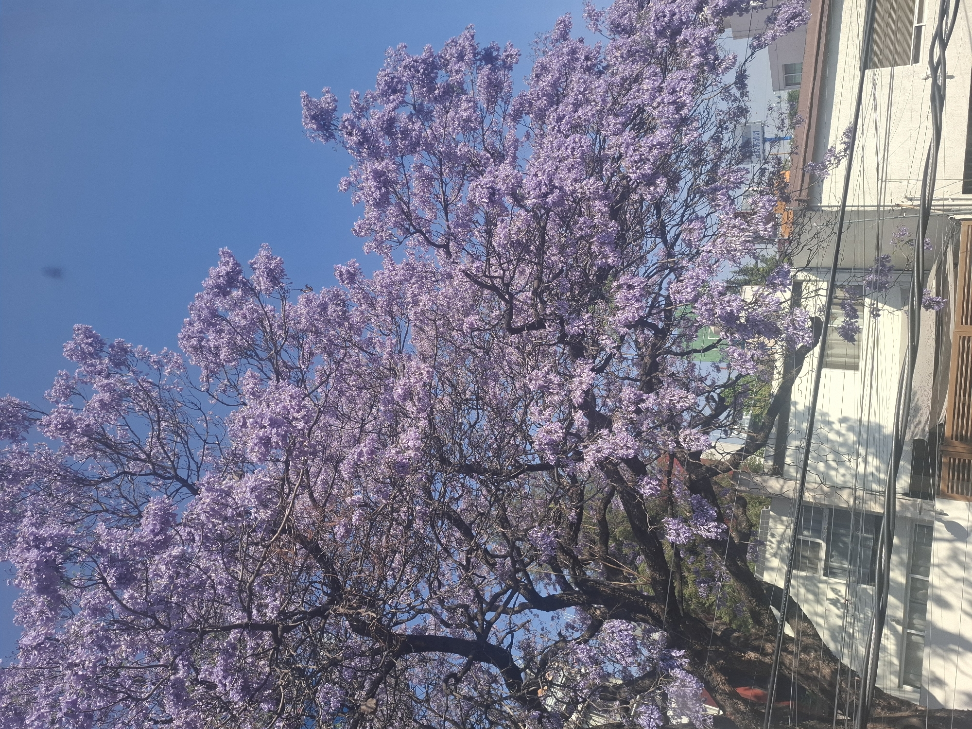 Spring scenes captured in Naucalpan: blooming jacaranda, resting dog