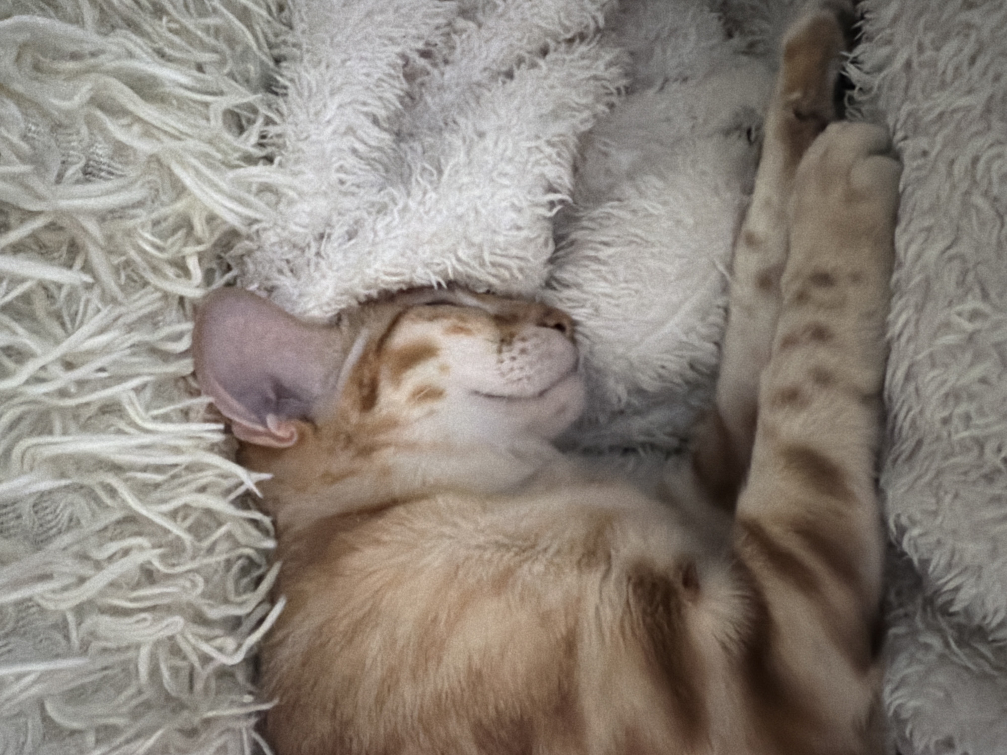 Person and cat rest together in Vsevolozhsk home