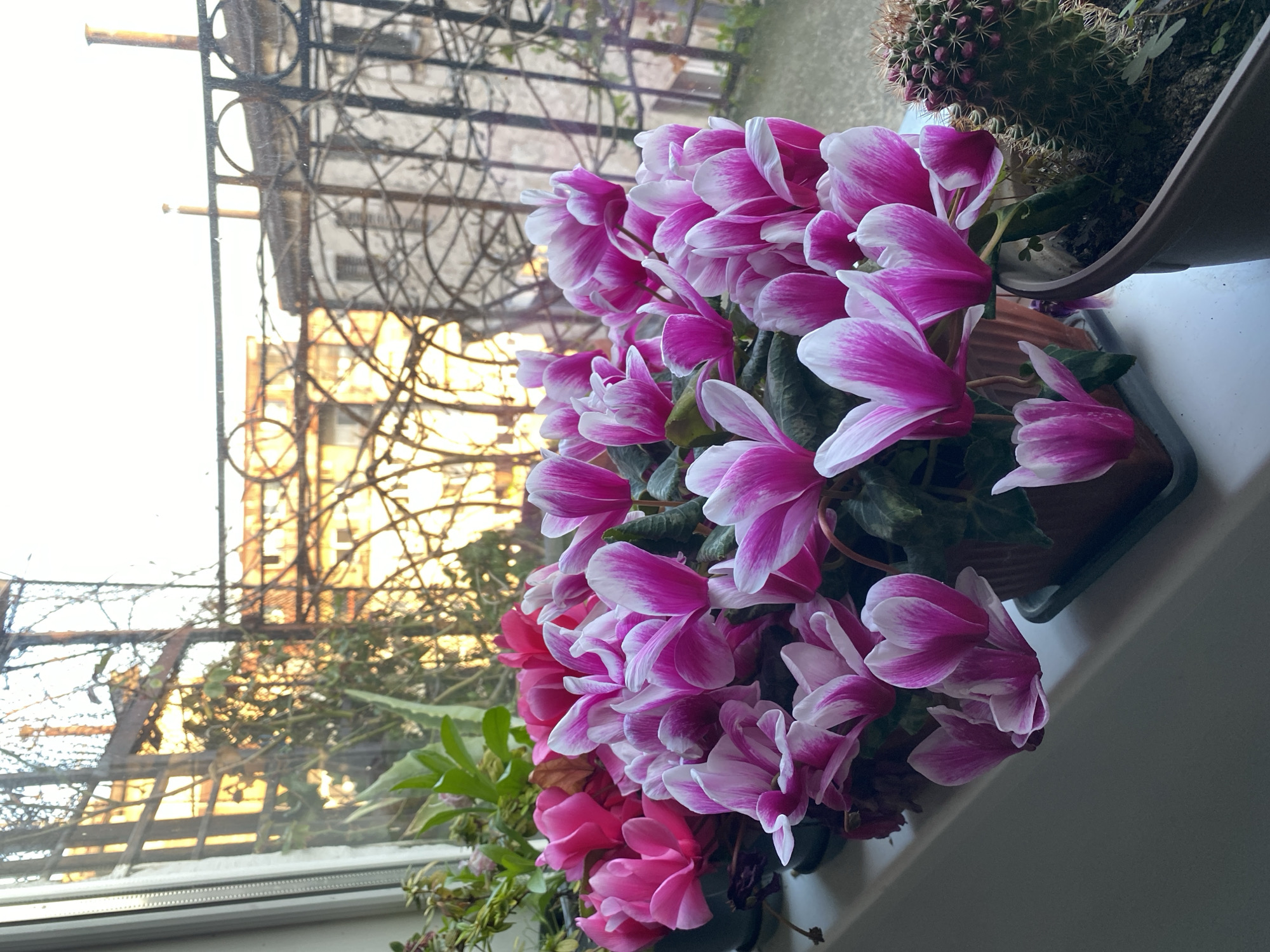 Belgrade residents document everyday scenes: windowsill plants, urban alleyway
