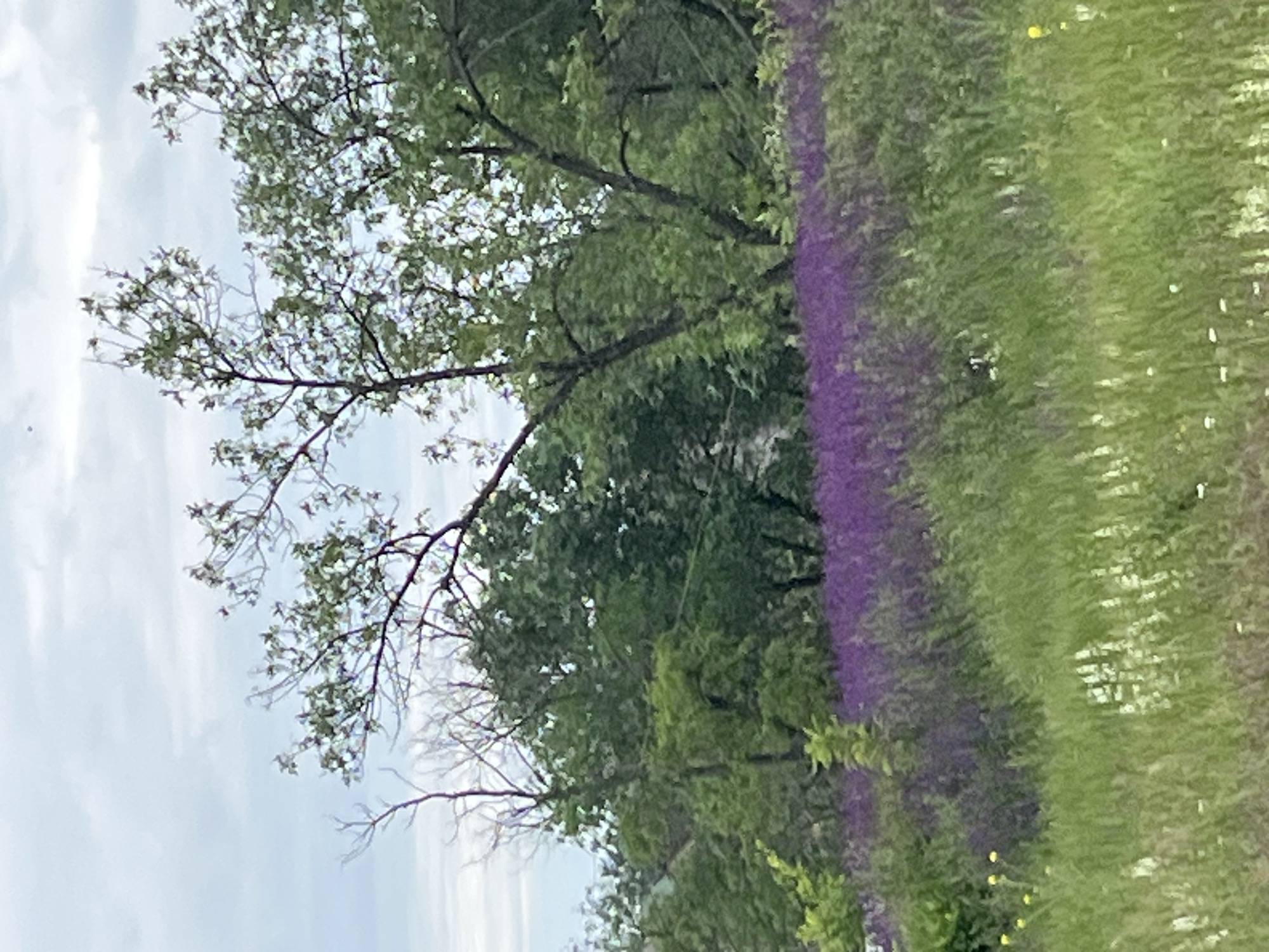 Rainy spring day documented in Kryvyi Rih wildflower fields