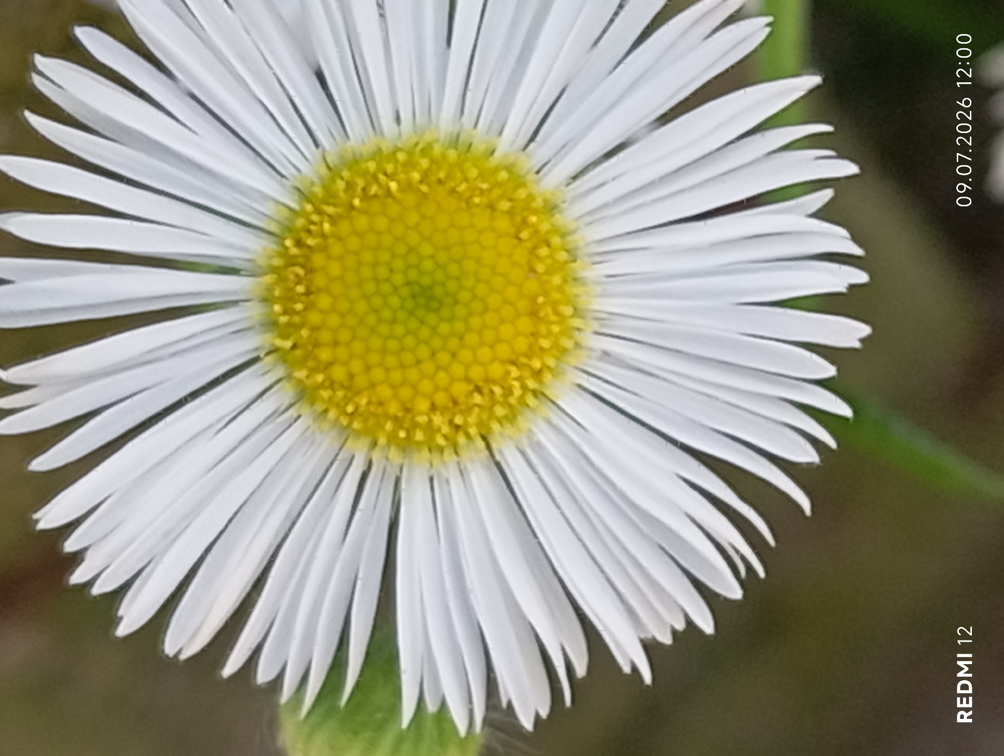 Macro nature photography through a garden in Smila, Ukraine