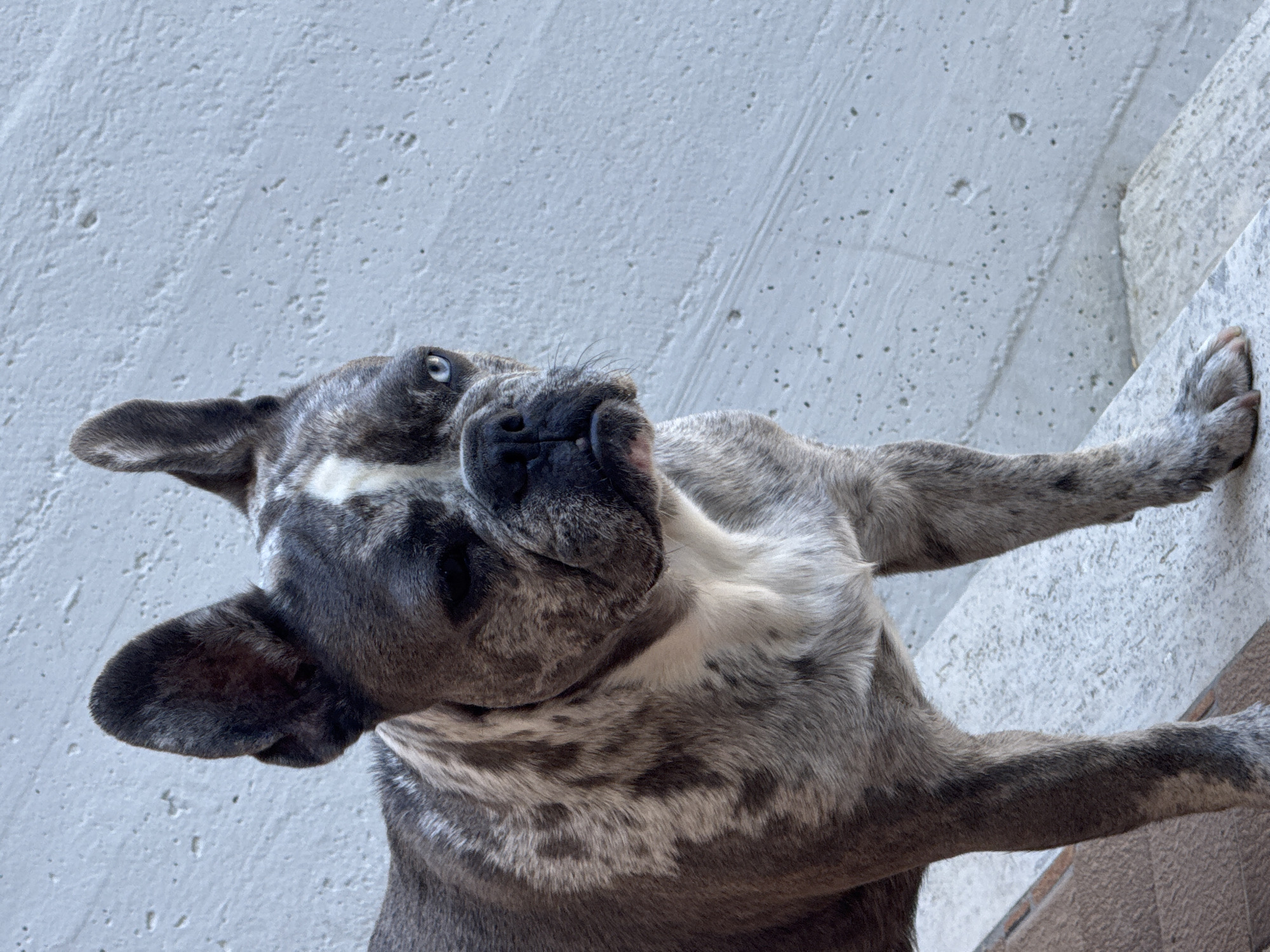 French Bulldog crew relaxes on an Italian patio