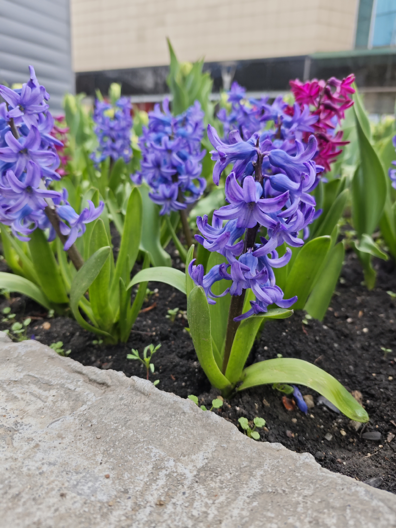 Spring hyacinths bloom in Pyatigorsk flower bed