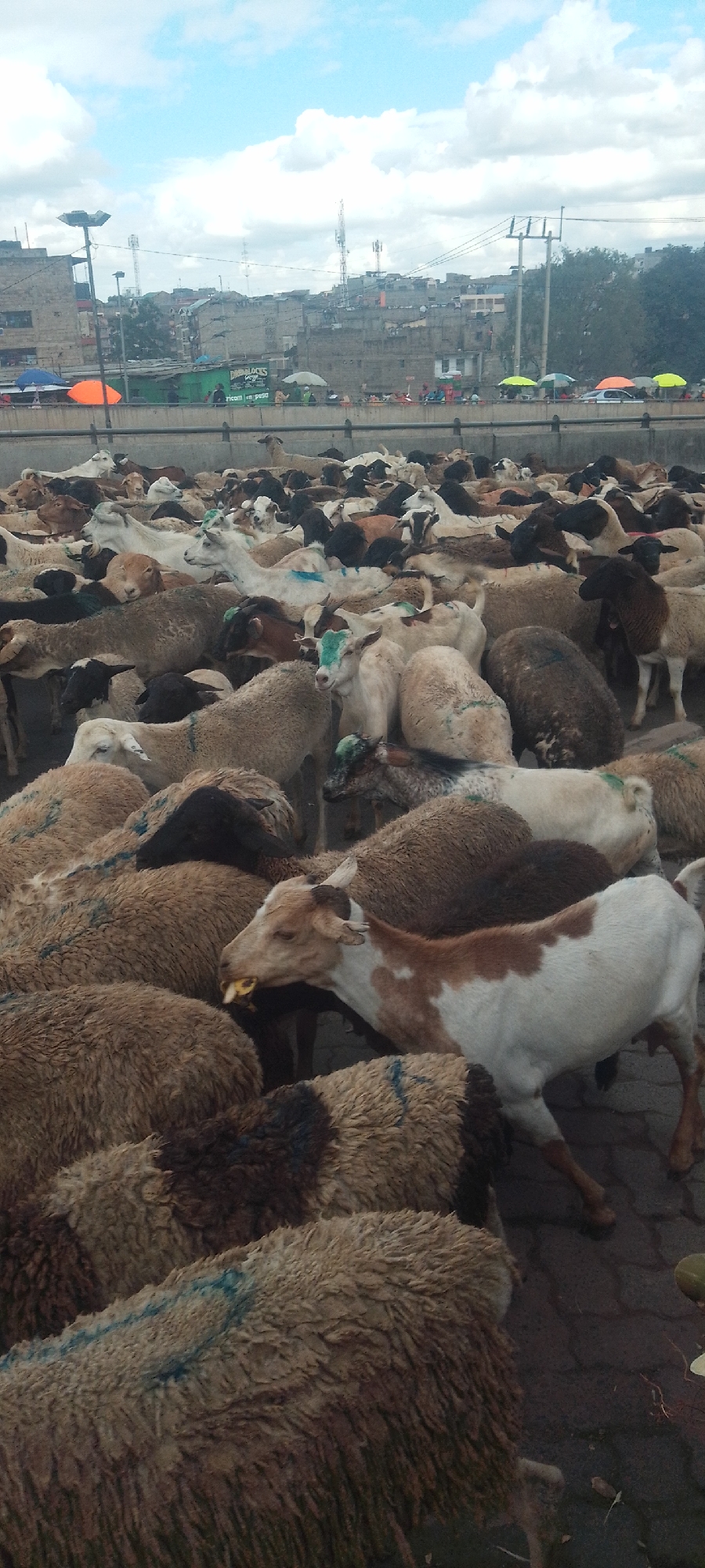 Livestock herd moves through busy Nairobi streets with herders