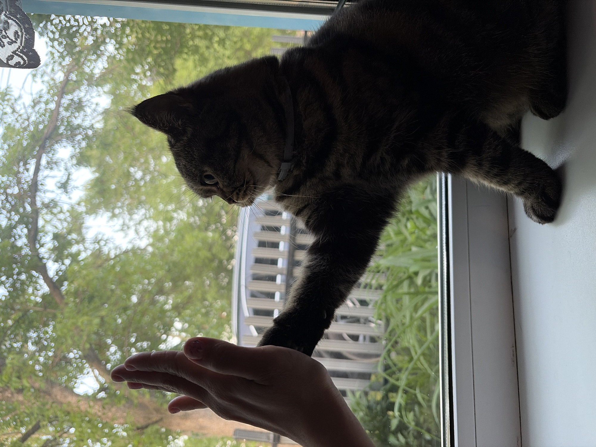 Cat touches human hand on window sill in Izhevsk