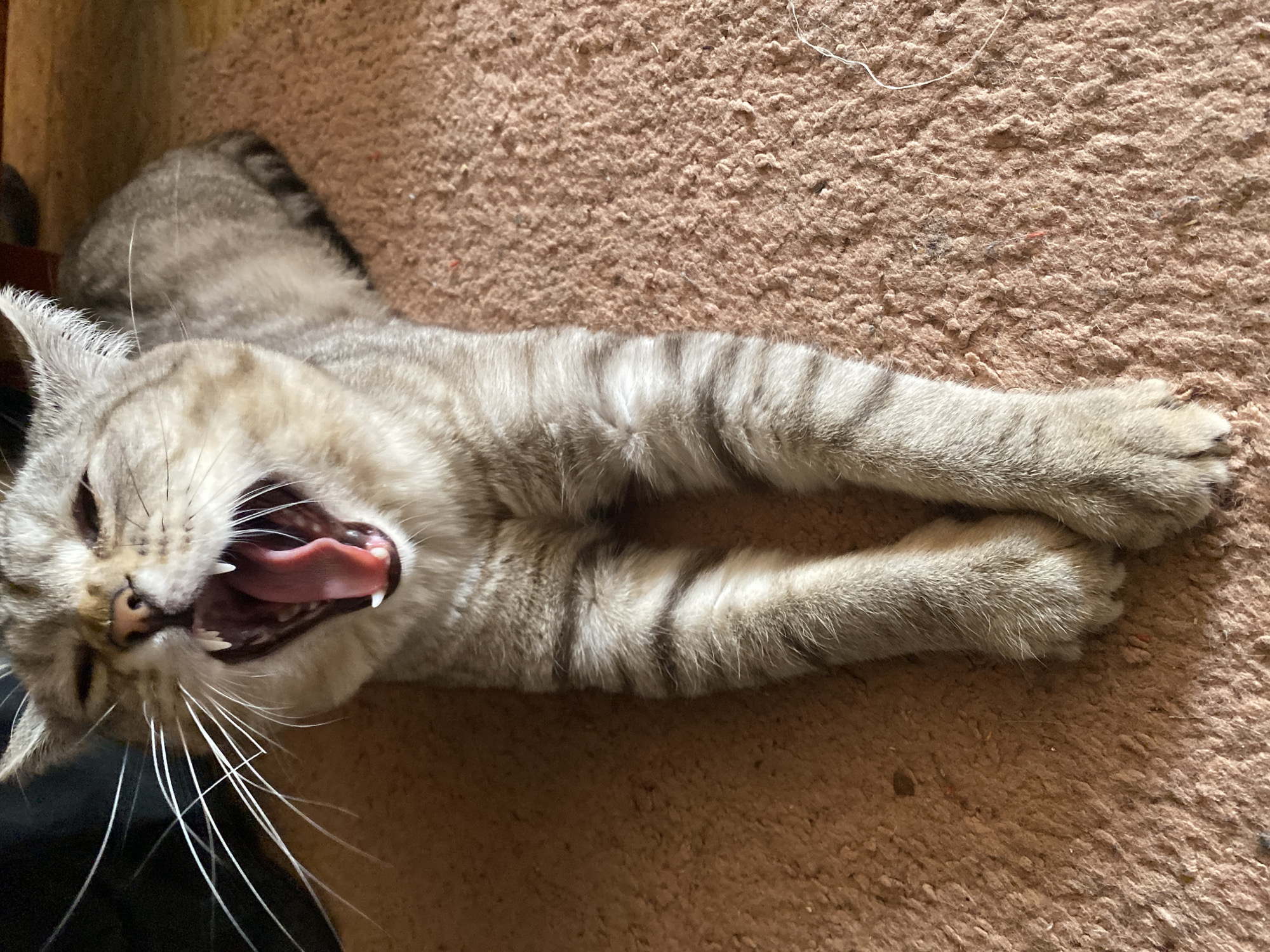 Cat stretches and interacts with human on carpet in Russia