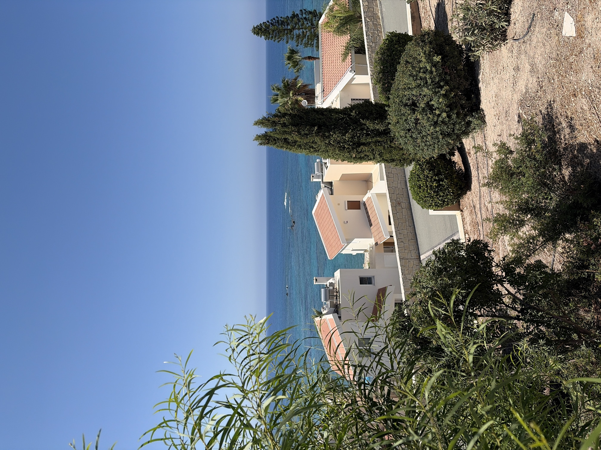 White bougainvillea blooms brighten a coastal Peyia morning