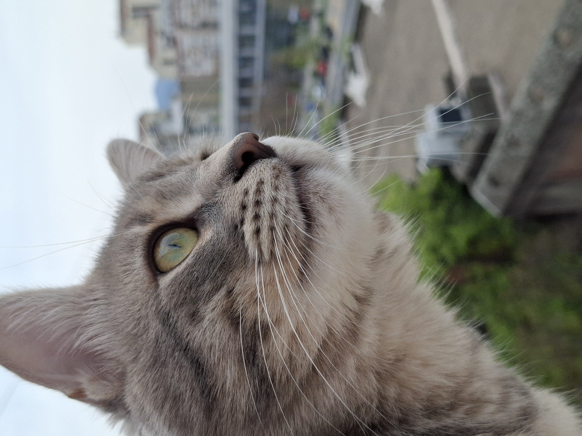 Gray tabby cat spotted on Novi Sad balcony