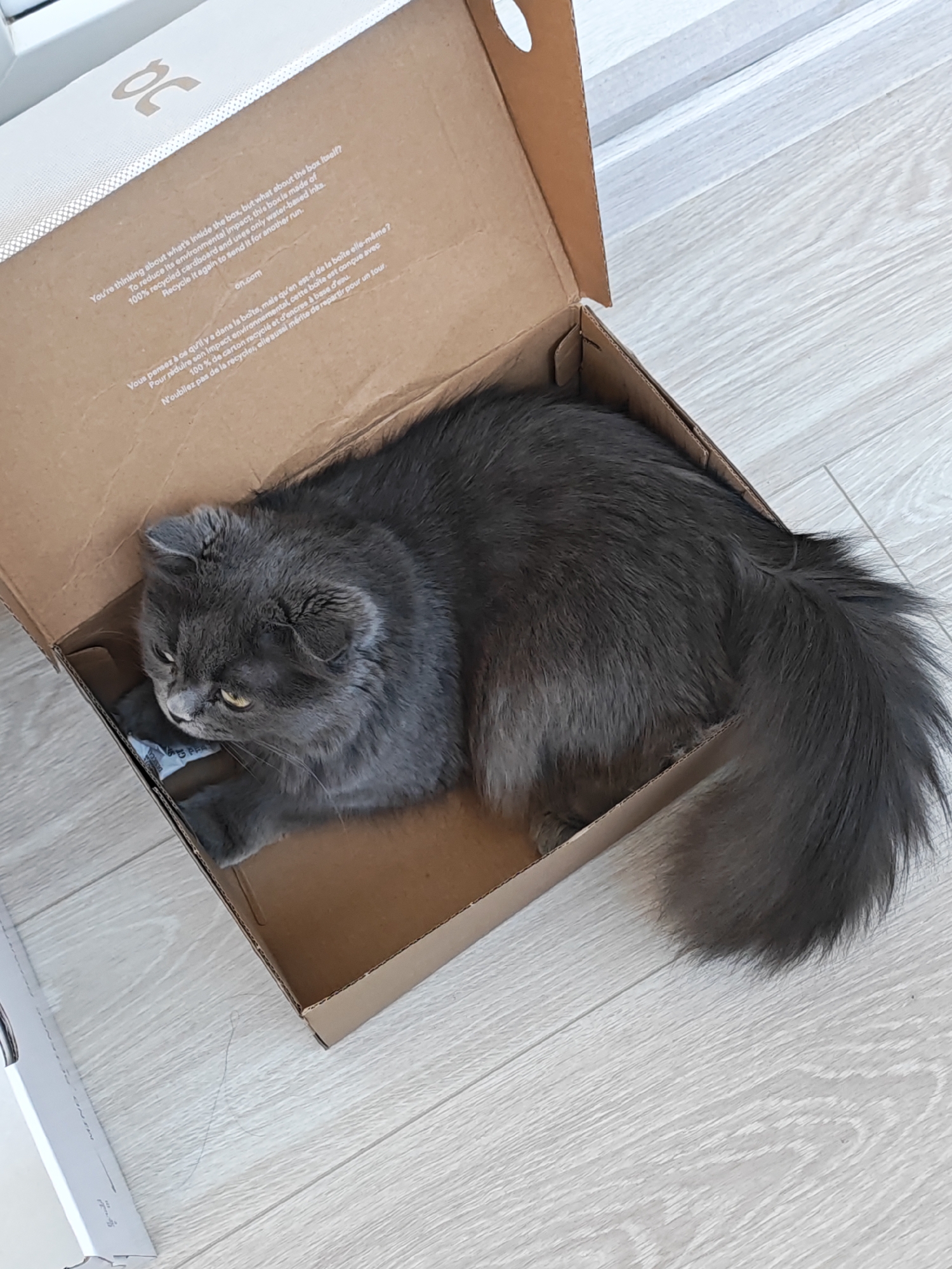 Gray cat claims a cardboard box as its own in Bataysk