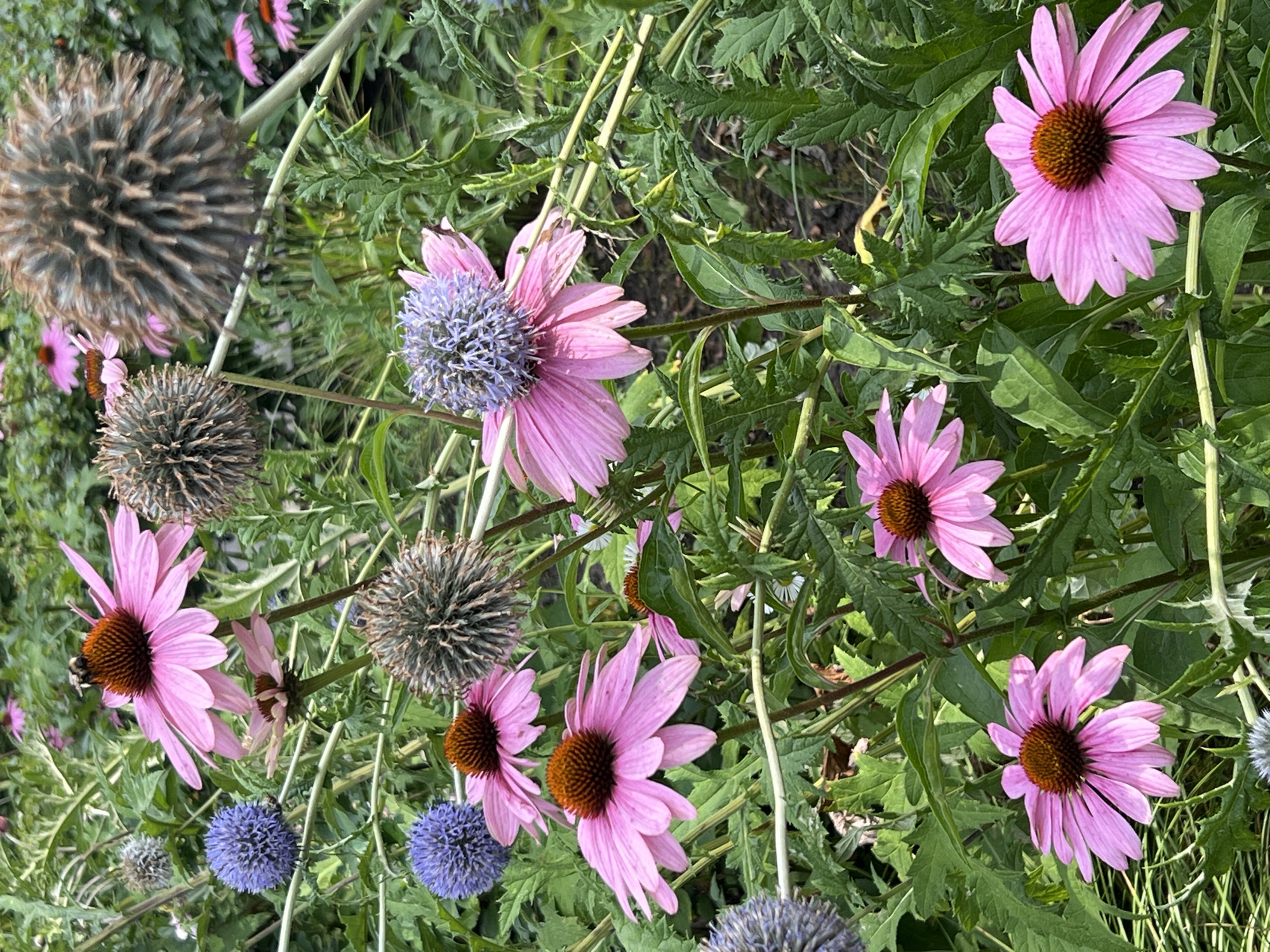 Gardens, sculptures, and park structures on an August morning