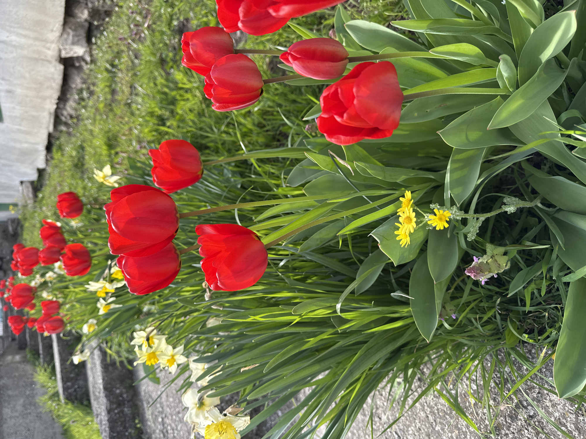 Spring flowers bloom in Bulgarian village garden